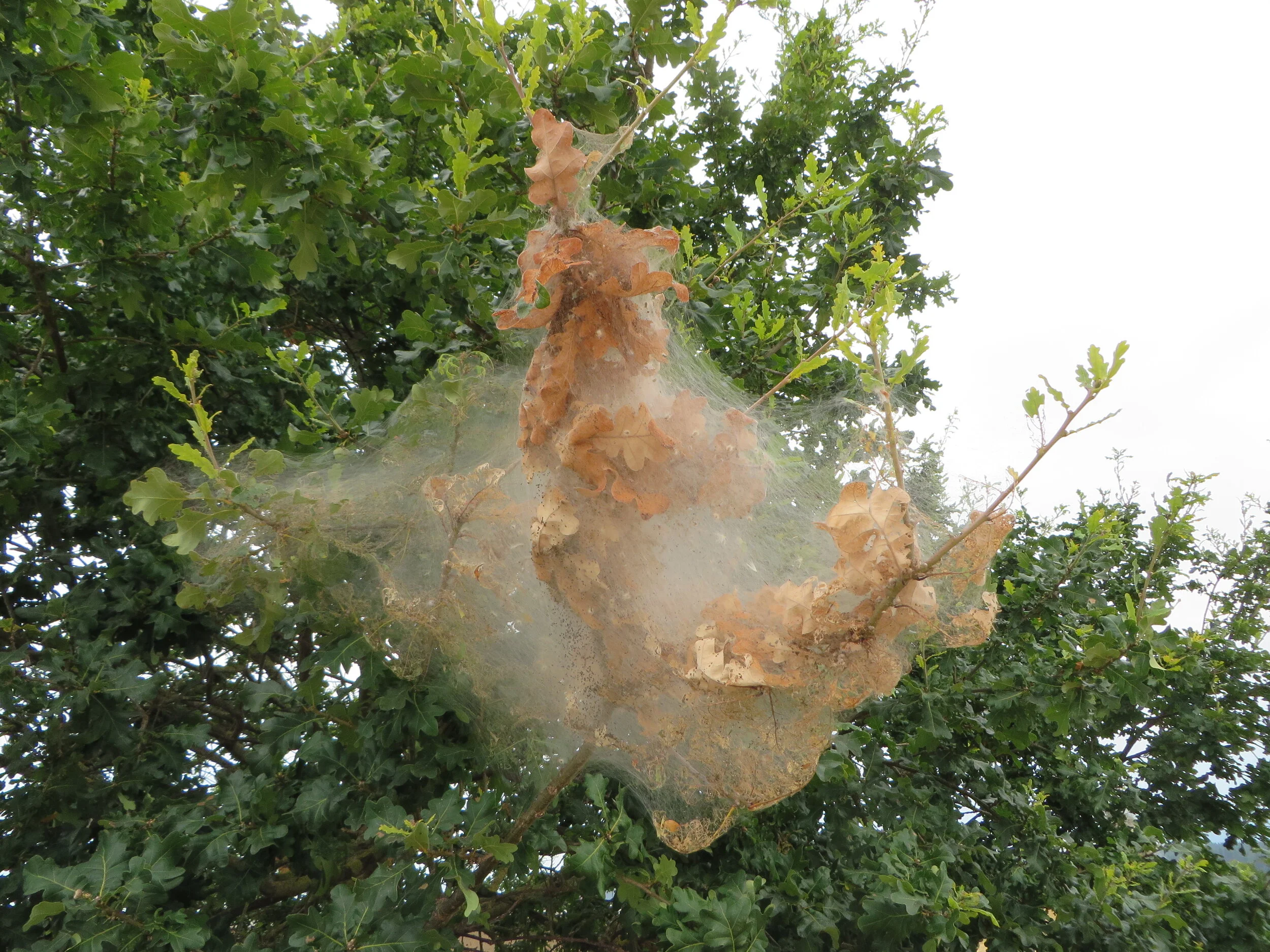 Weird caterpillar things, photo by Tamsin