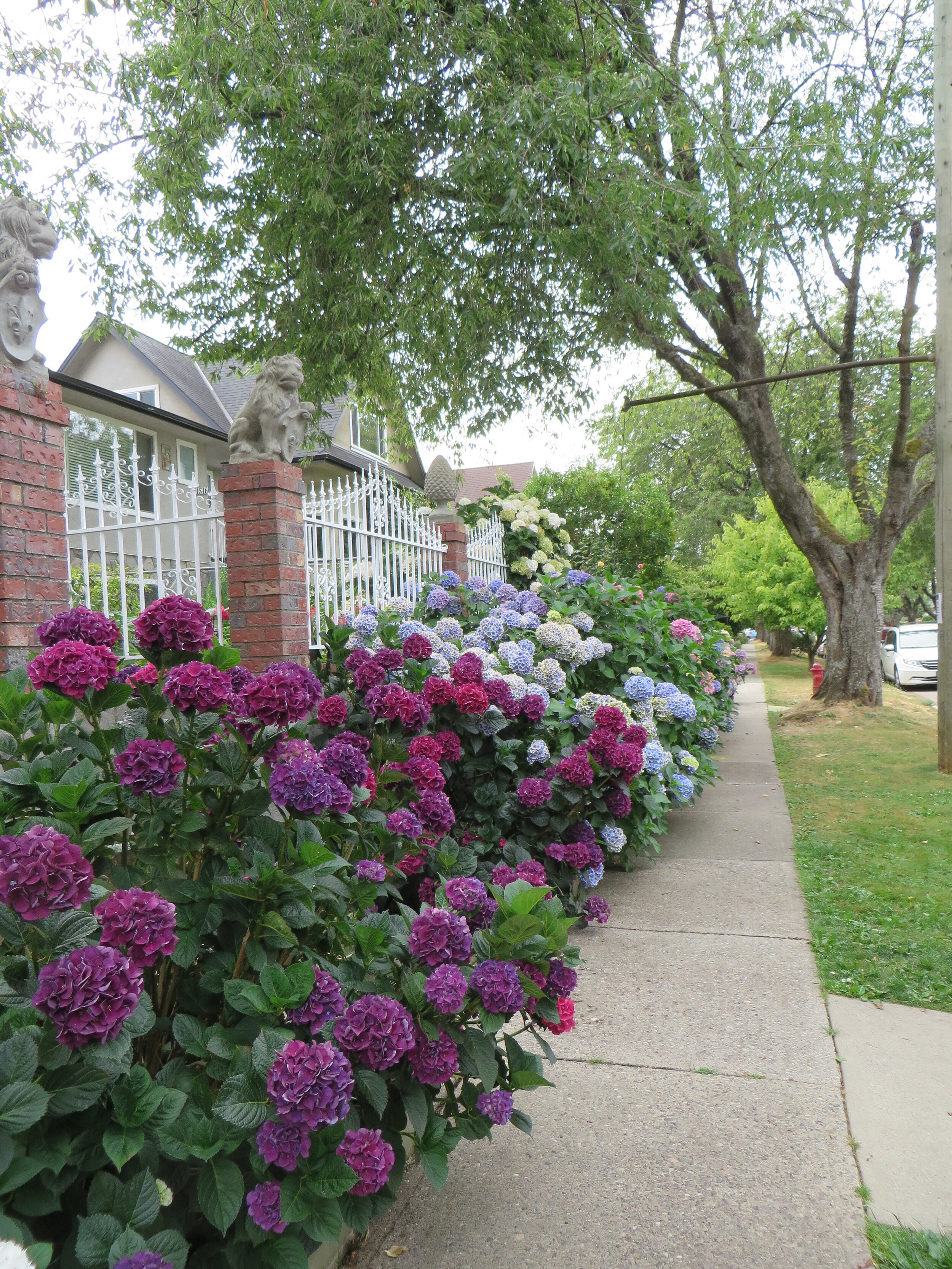 Hydrangeas on Dumfries Bike Route July 31st 2021 Photo by Tamsin