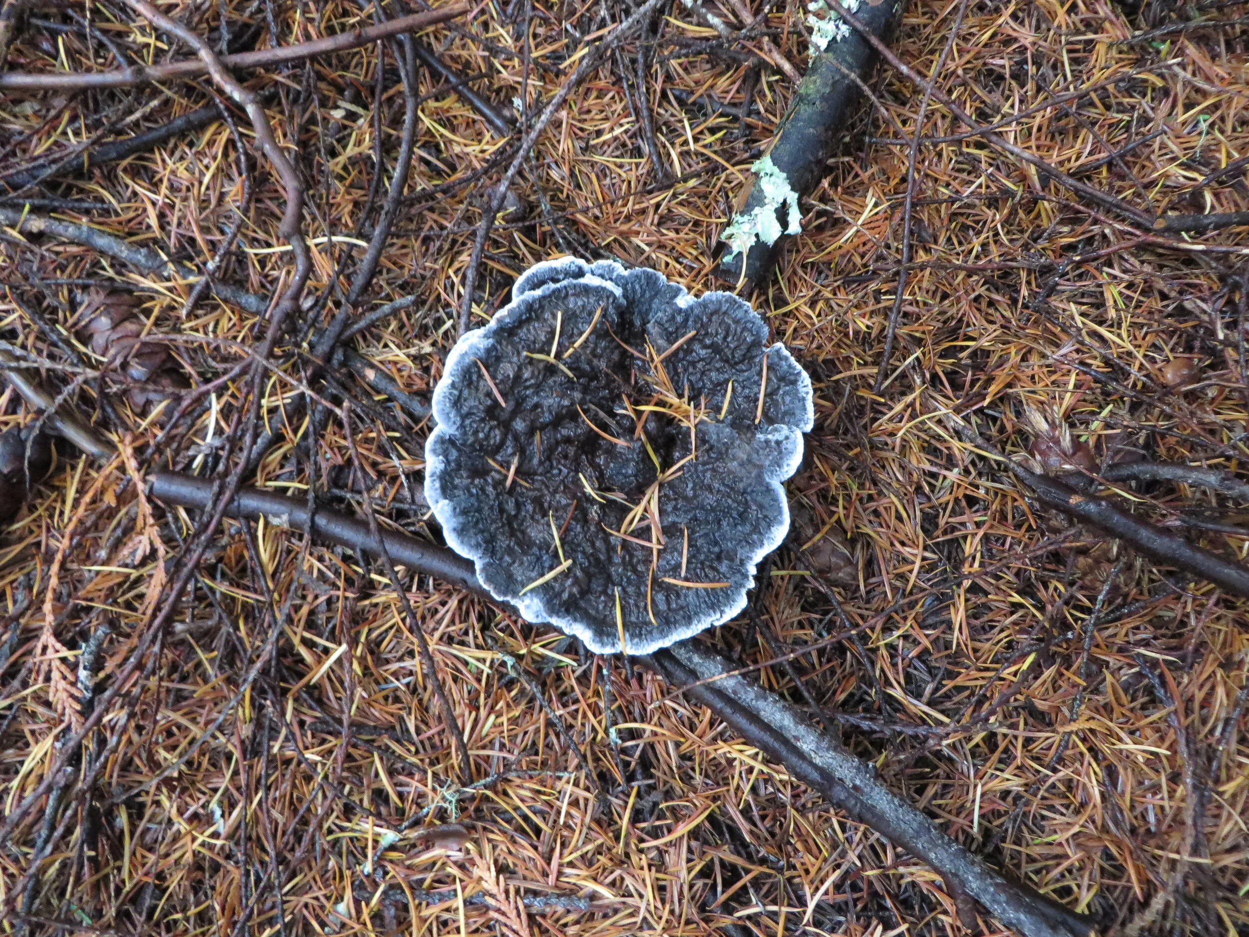 What a walk for fungi - photo by Tamsin