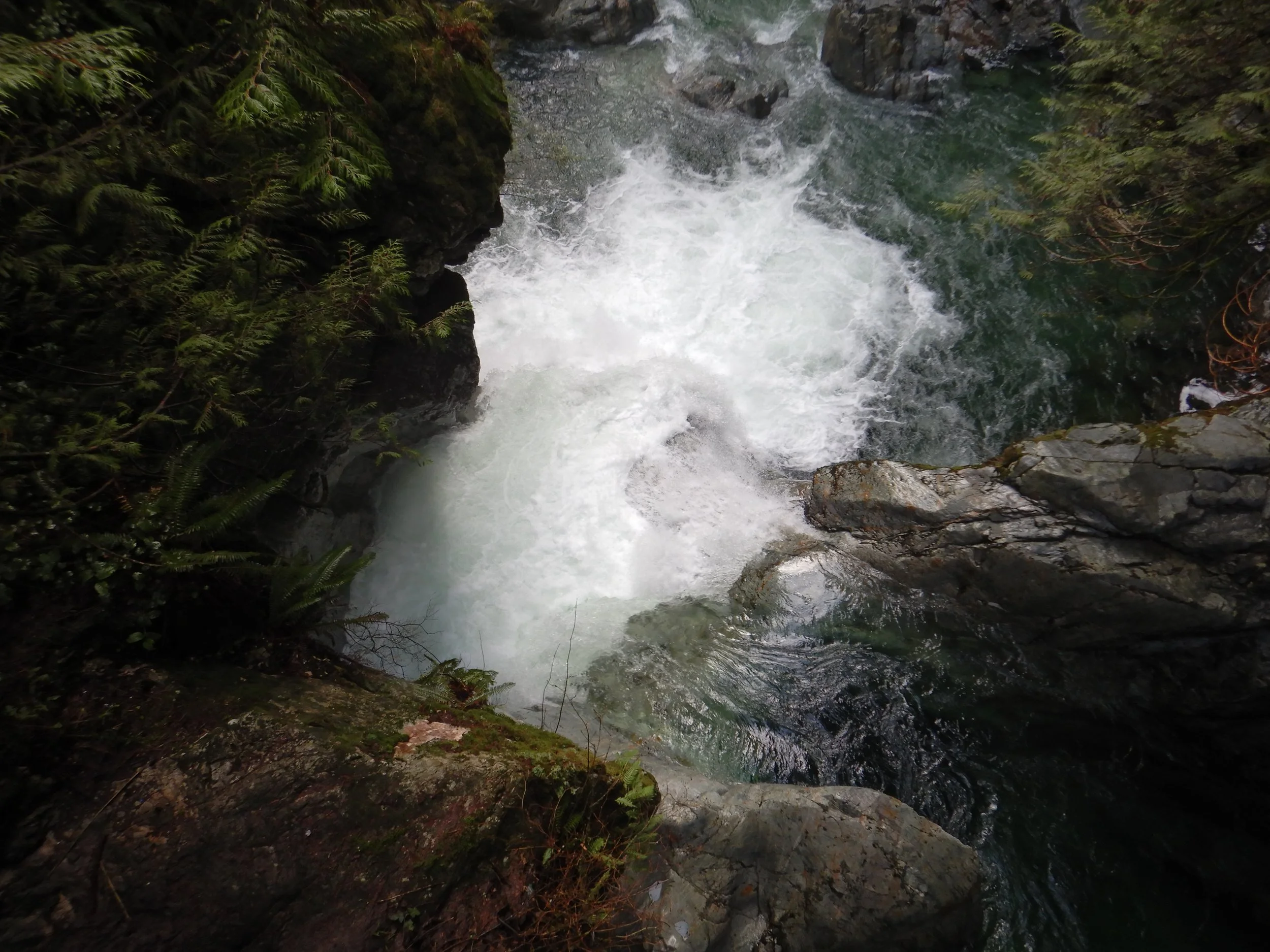 A busy creek, Lynn Seymour Loop, December 2021, Photo by Iain
