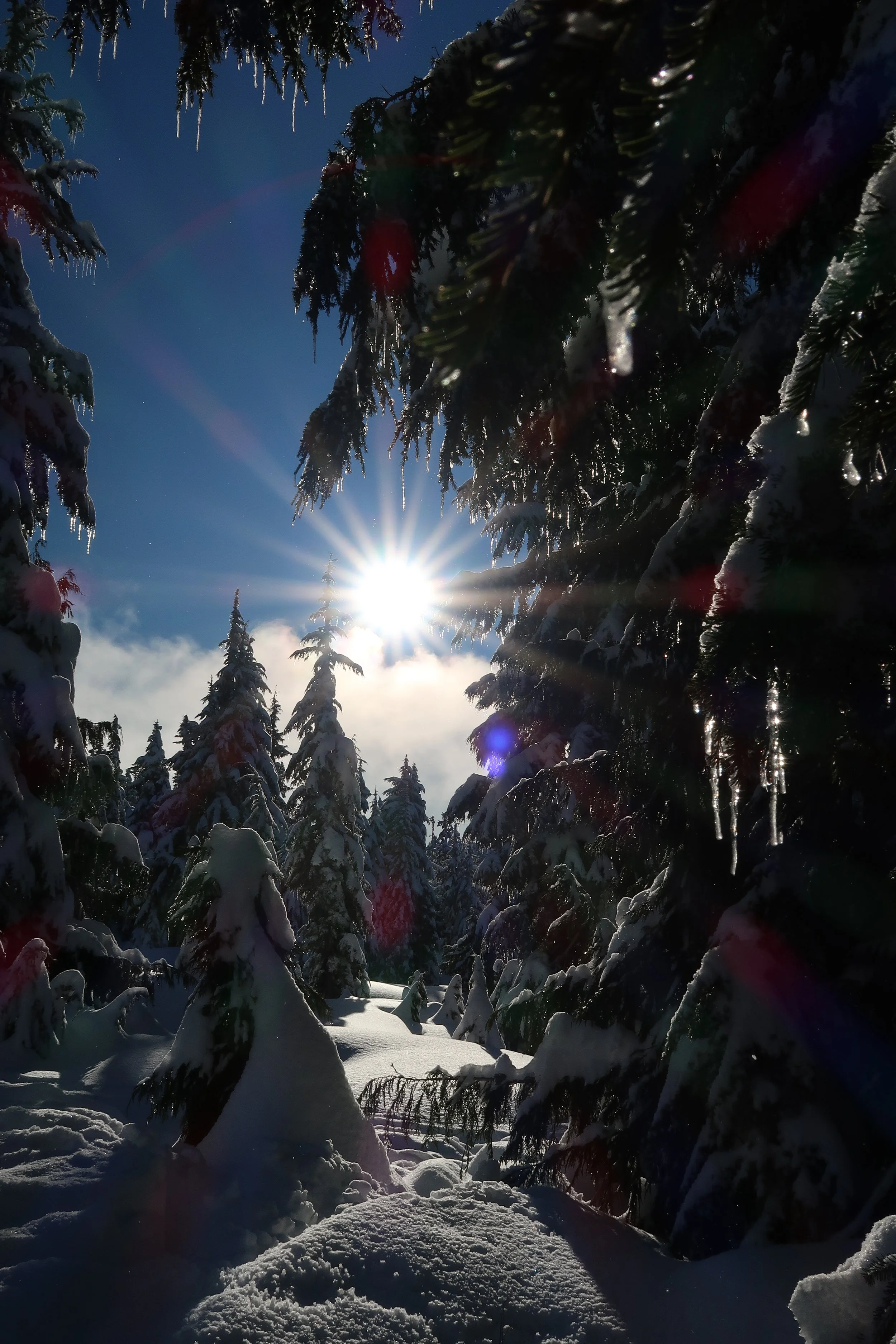 Instant Christmas Trees by Tamsin