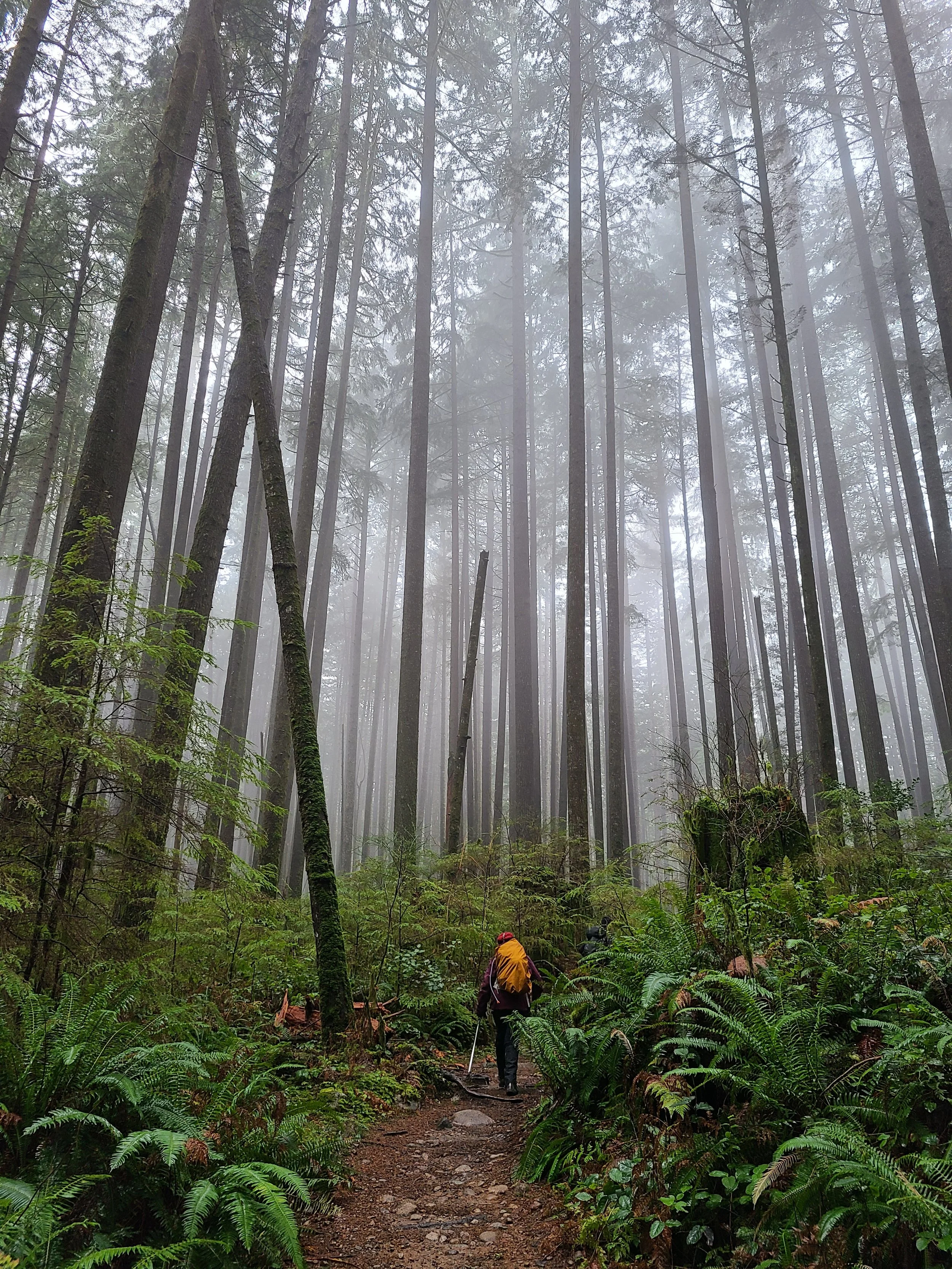 A Walk in the Woods, Lynn Seymour Loop, December 2021, Photo by Tracy