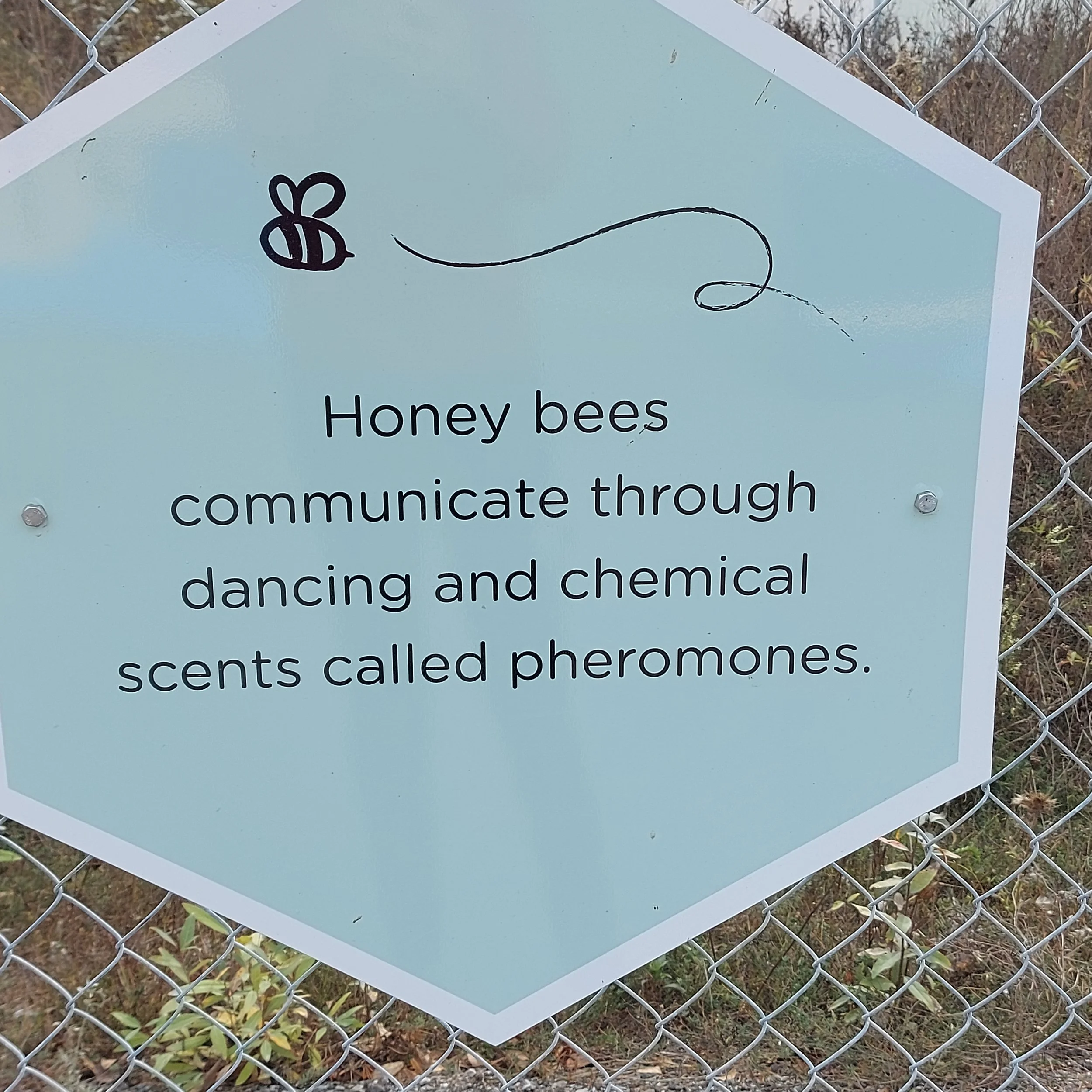 Bee fact by Louise