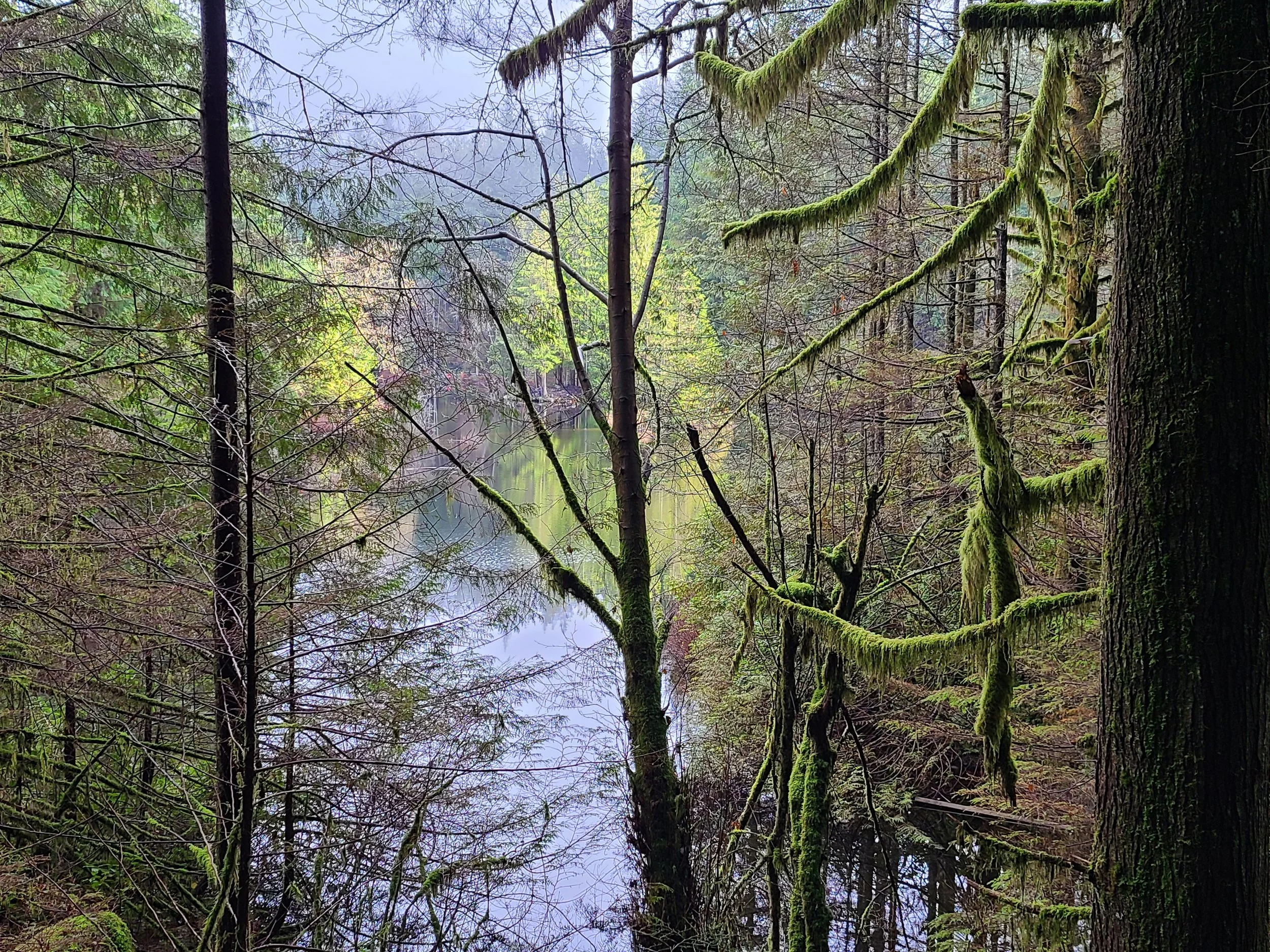 Trees and a Lake, photo by Tracy, Lynn Seymour Loop, December 2021