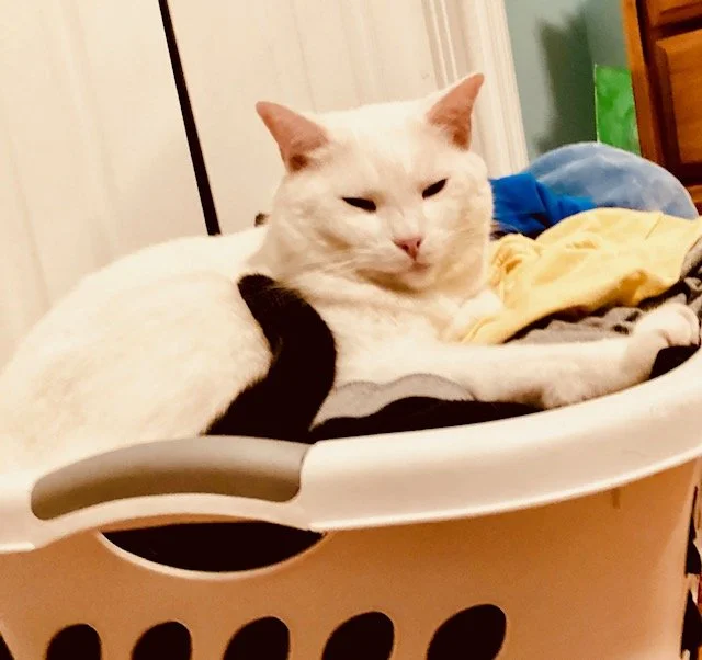 My cat has seasonal depression😿: Holistic Tips To Feel Happy In The Winter🤸