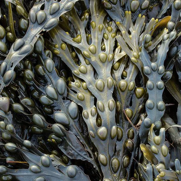 bladder-wrack-seaweed-fucus-vesiculosus-martyn-f-chillmaidscience-photo-library.jpg