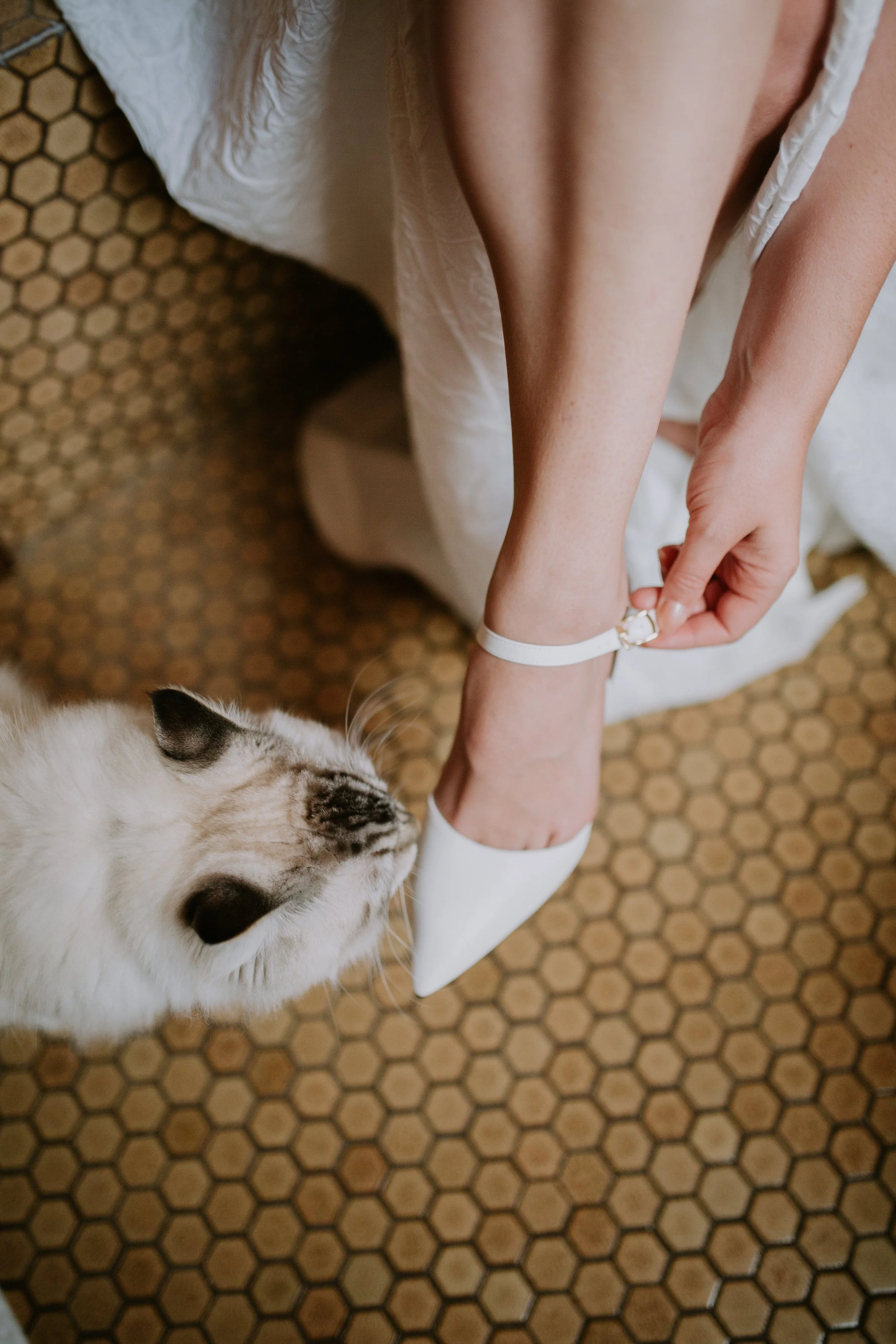 A person adjusting a strap on a white high-heeled shoe beside a cat on a hexagonal tiled floor.