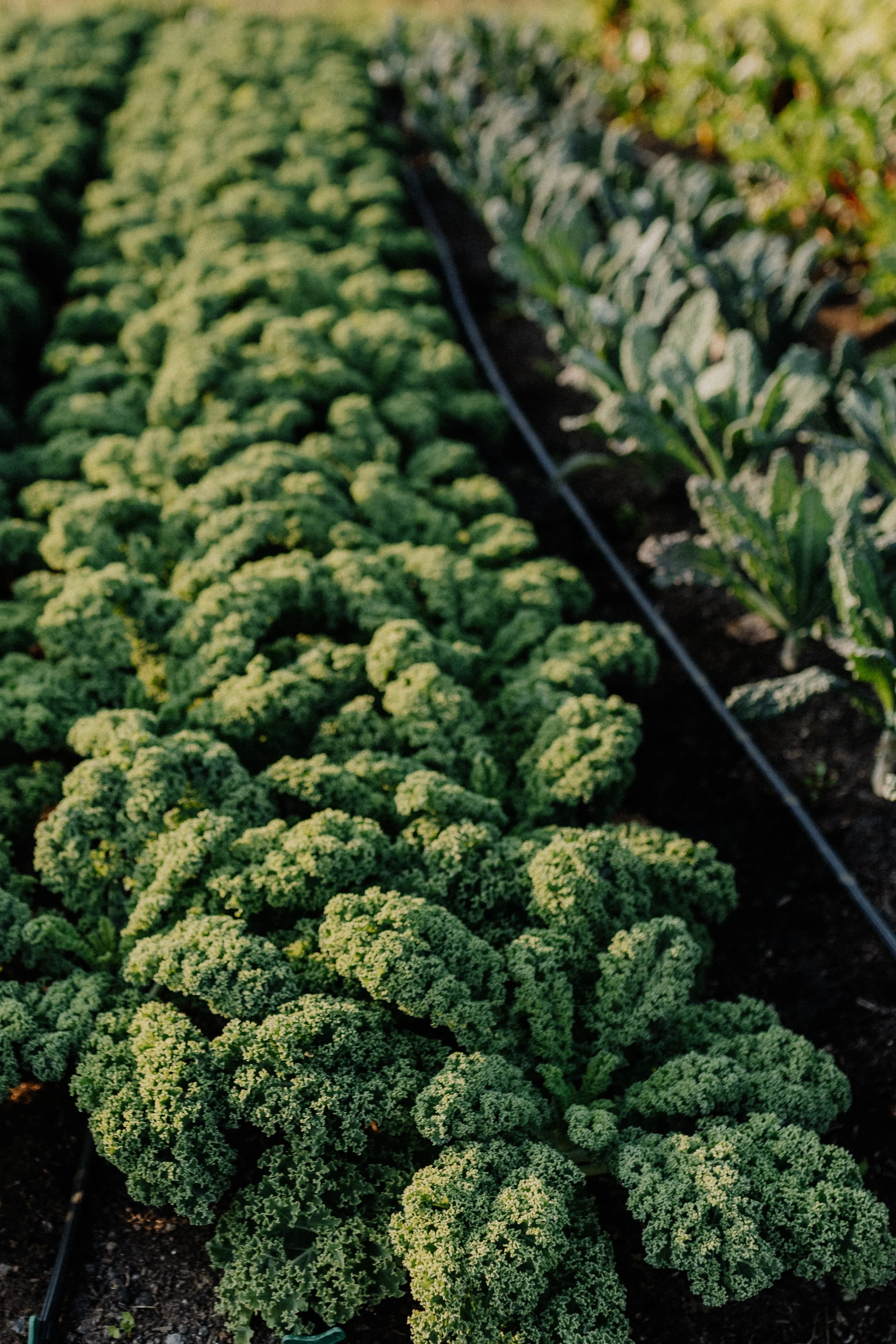 Black Table 2023_05.jpg