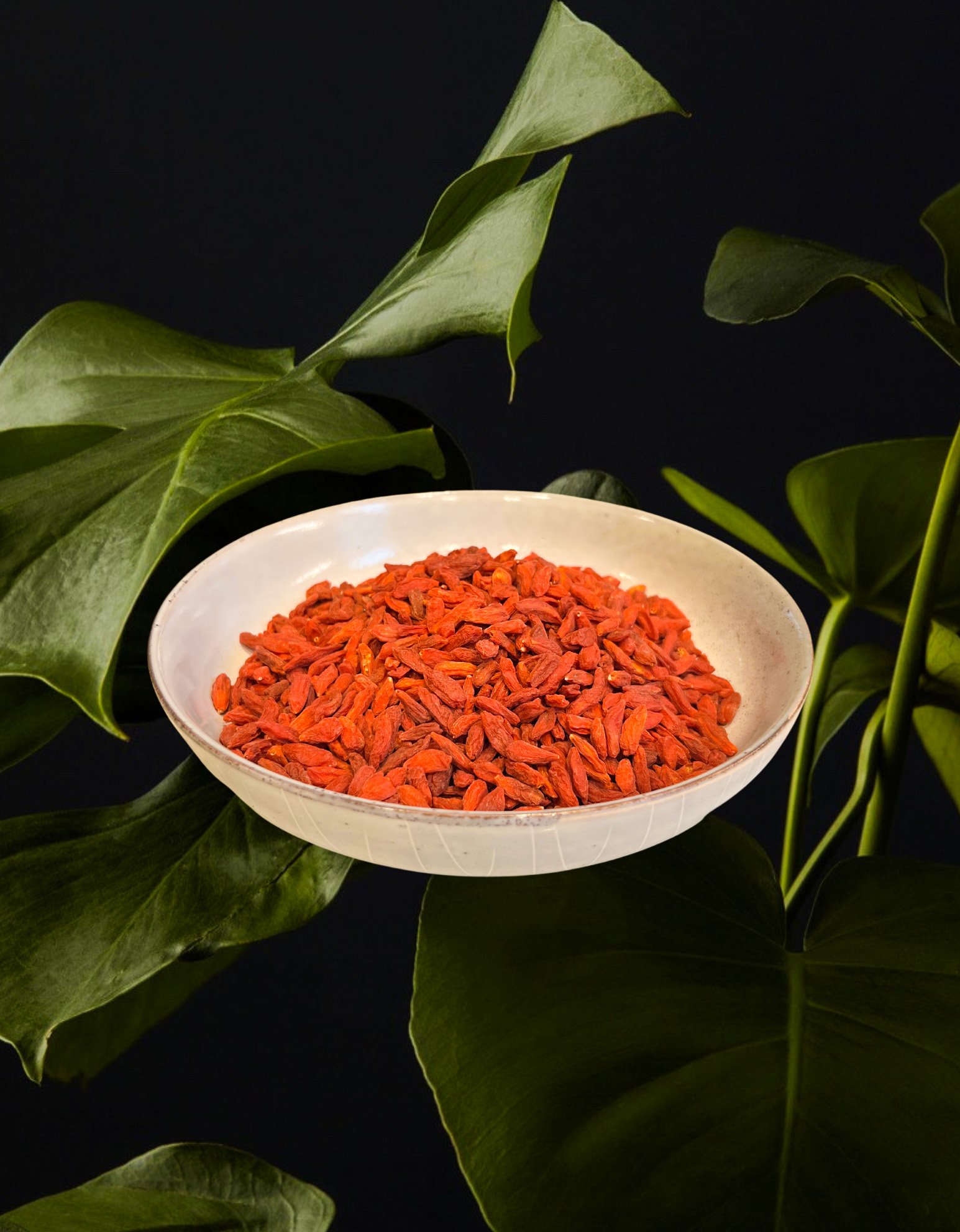 Goji Berry (Lyceum Chinense)