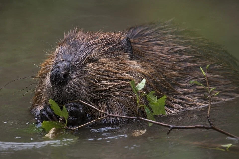 Episode 07: Beaver hydrology and management
