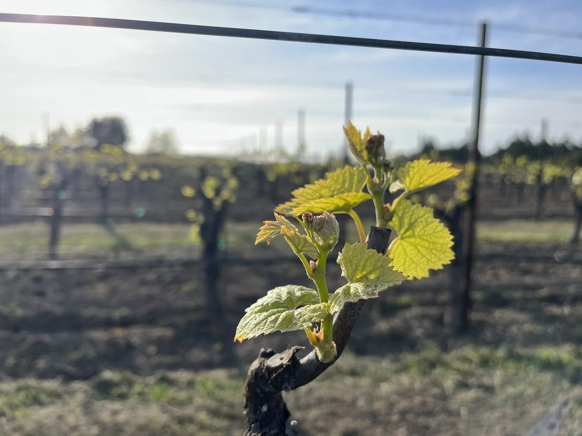 Episode 42: Regenerative Viticulture