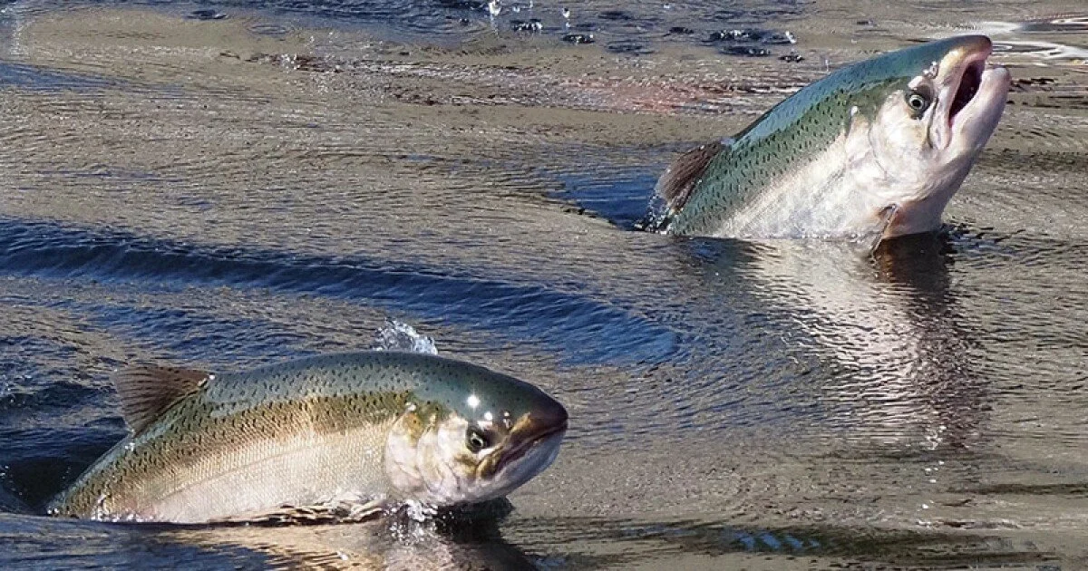 Episode 52: Water Sovereignty and Artistry