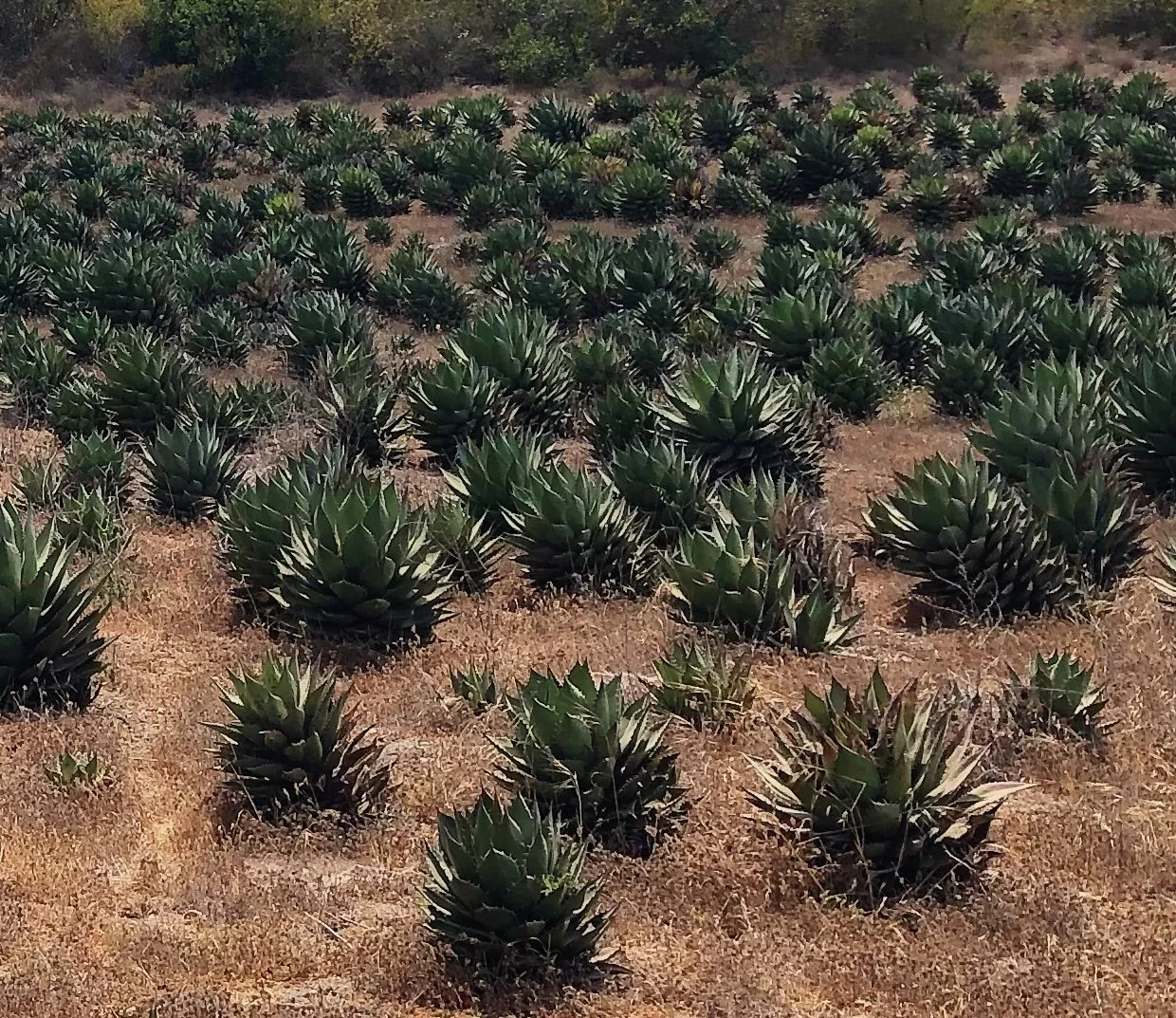 Growing Agaves  Water Talk