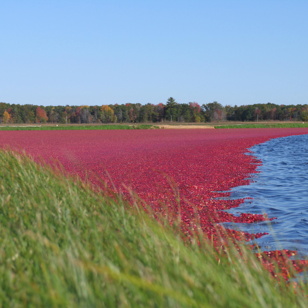 Episode 78: Inside the Working Cranberry Marsh