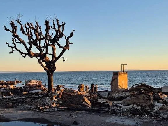 Fire, Trees, and Water in LA