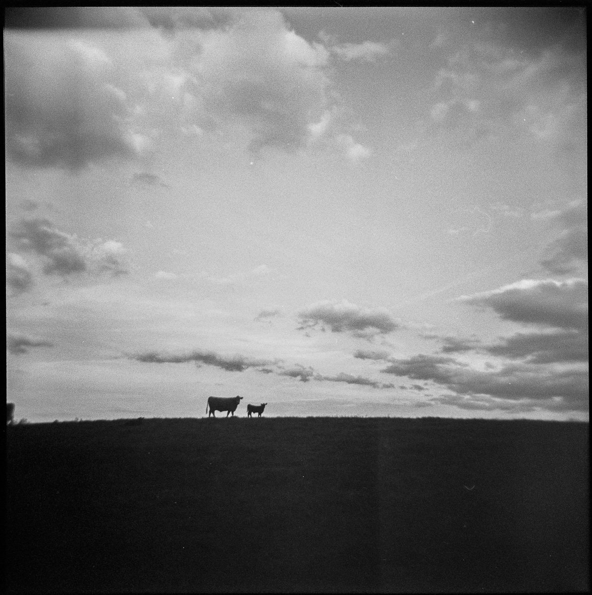 Holga-017 My favorite from the two rolls.