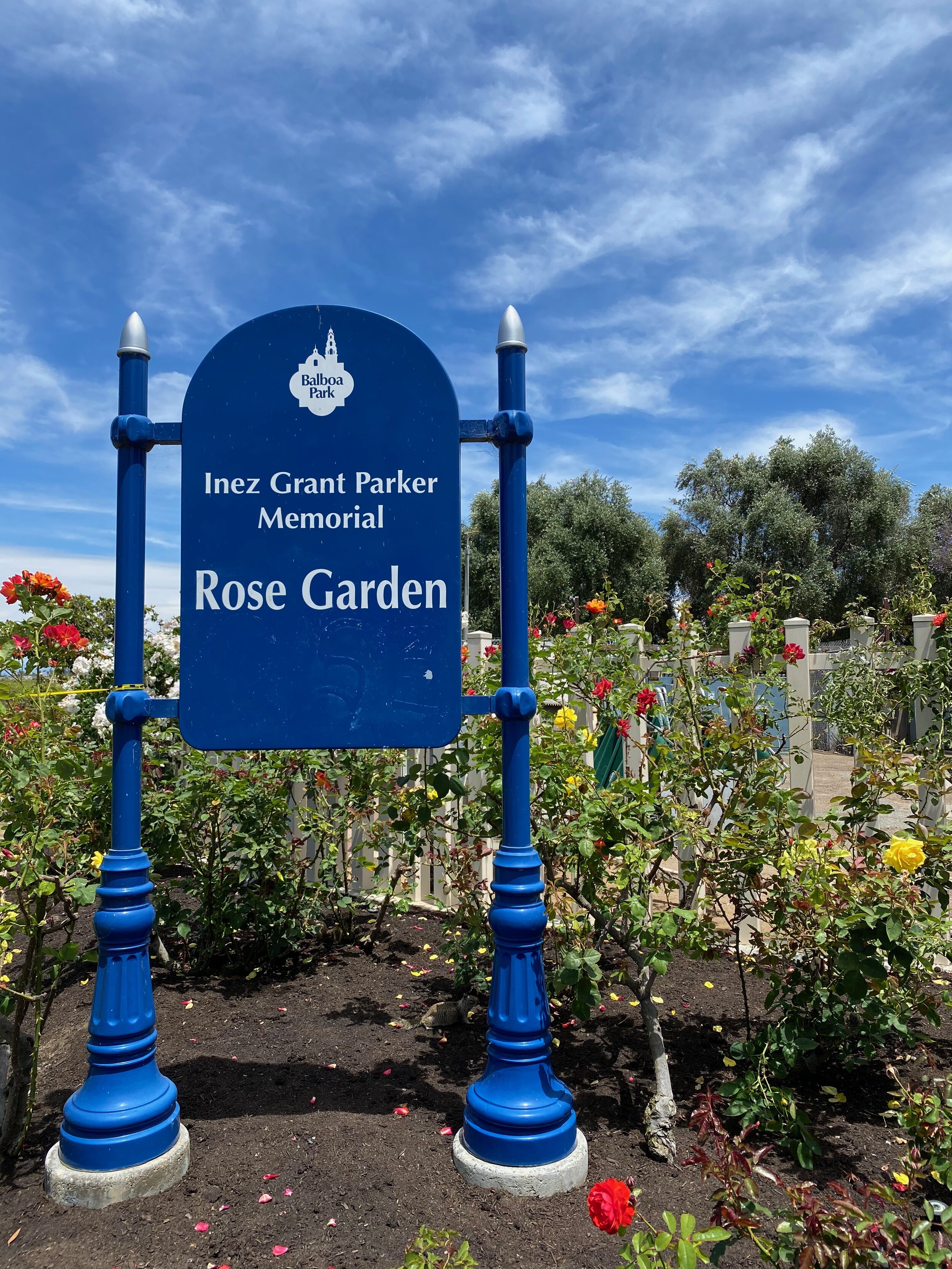 Balboa Park Rose Garden San Diego Rose Society