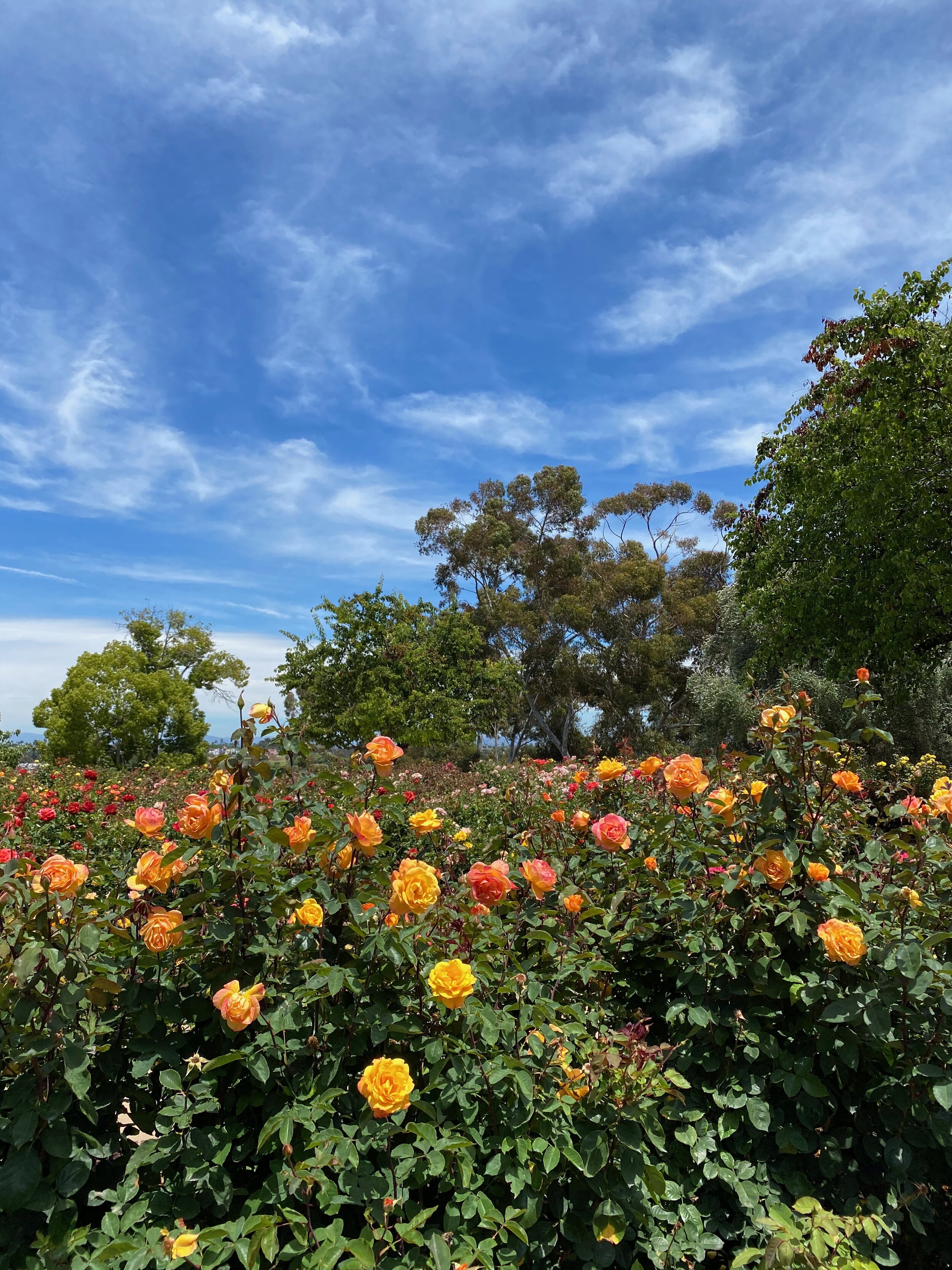 Balboa Park Rose Garden San Diego Rose Society