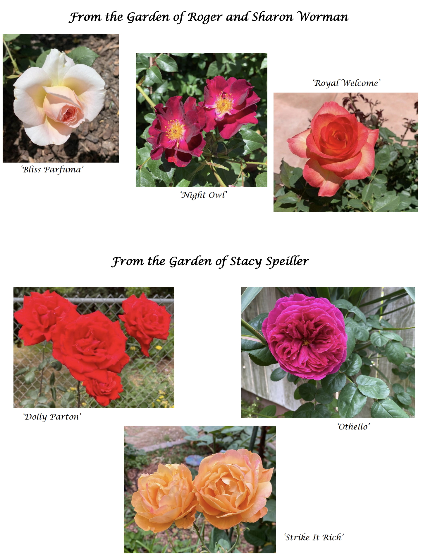 Roselia Community Day recap - Roses blooming in winter — Steemit