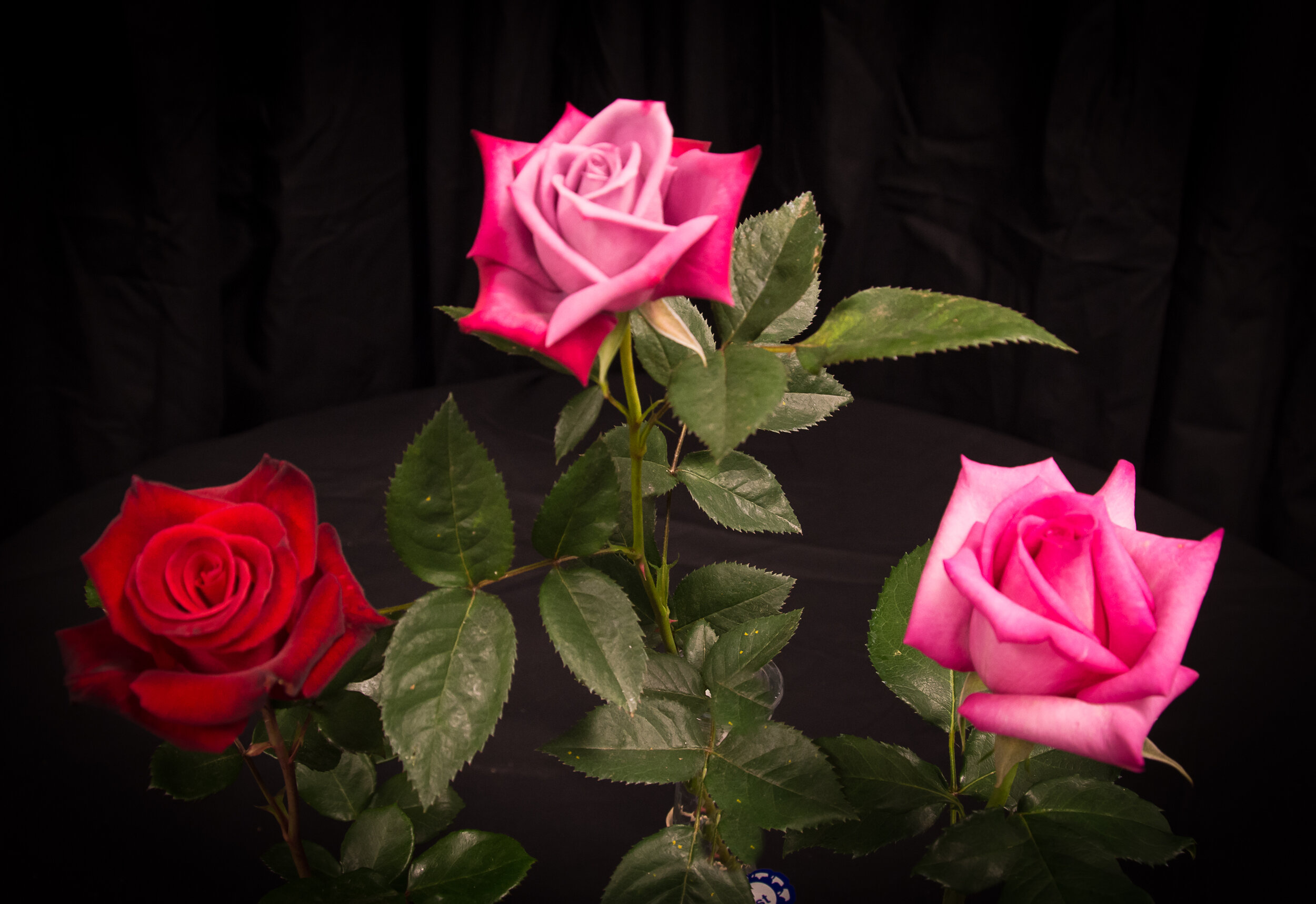 Yearly release of new hybridized roses like a special holiday gift - The  San Diego Union-Tribune