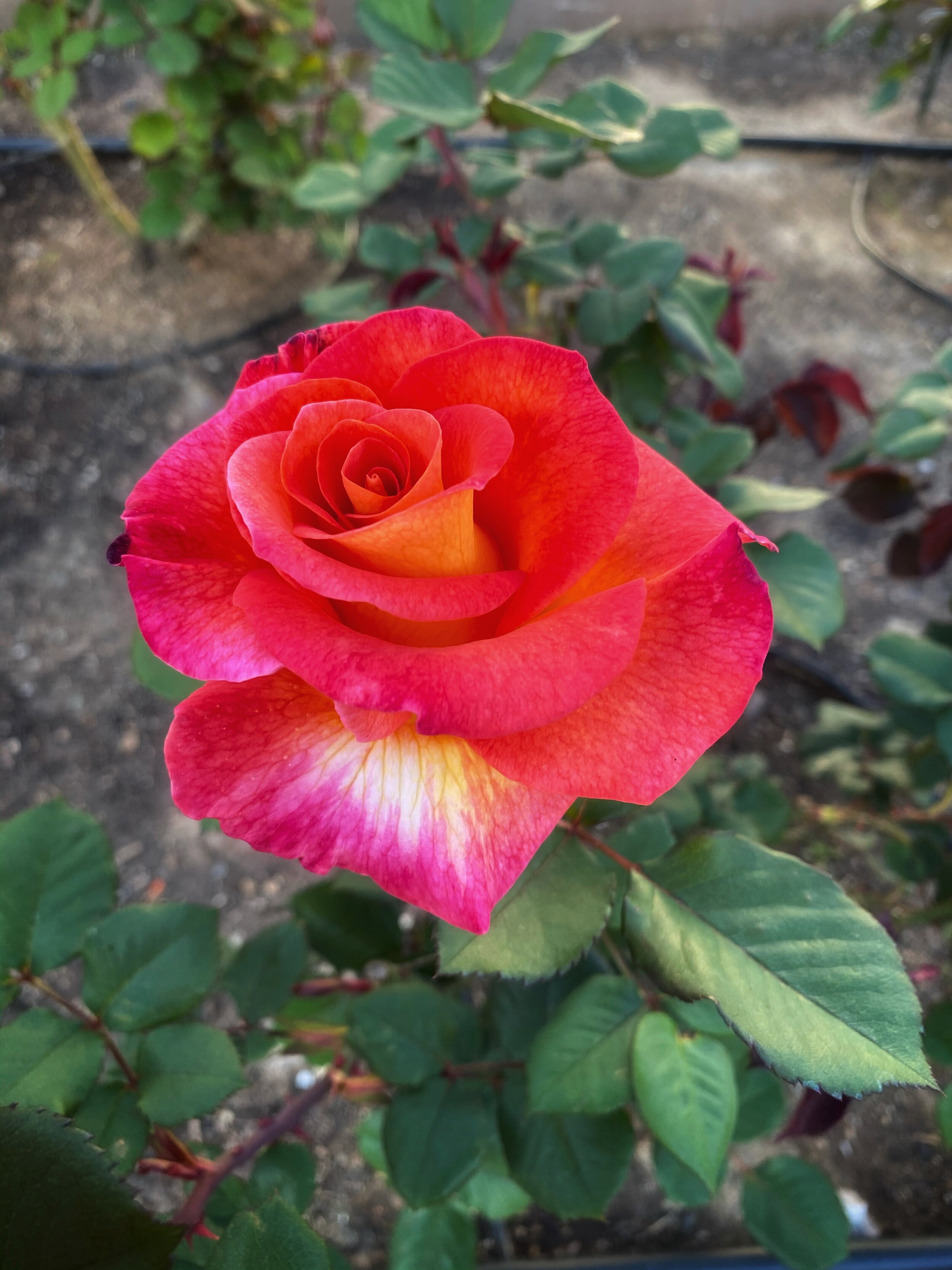 Events — San Diego Rose Society