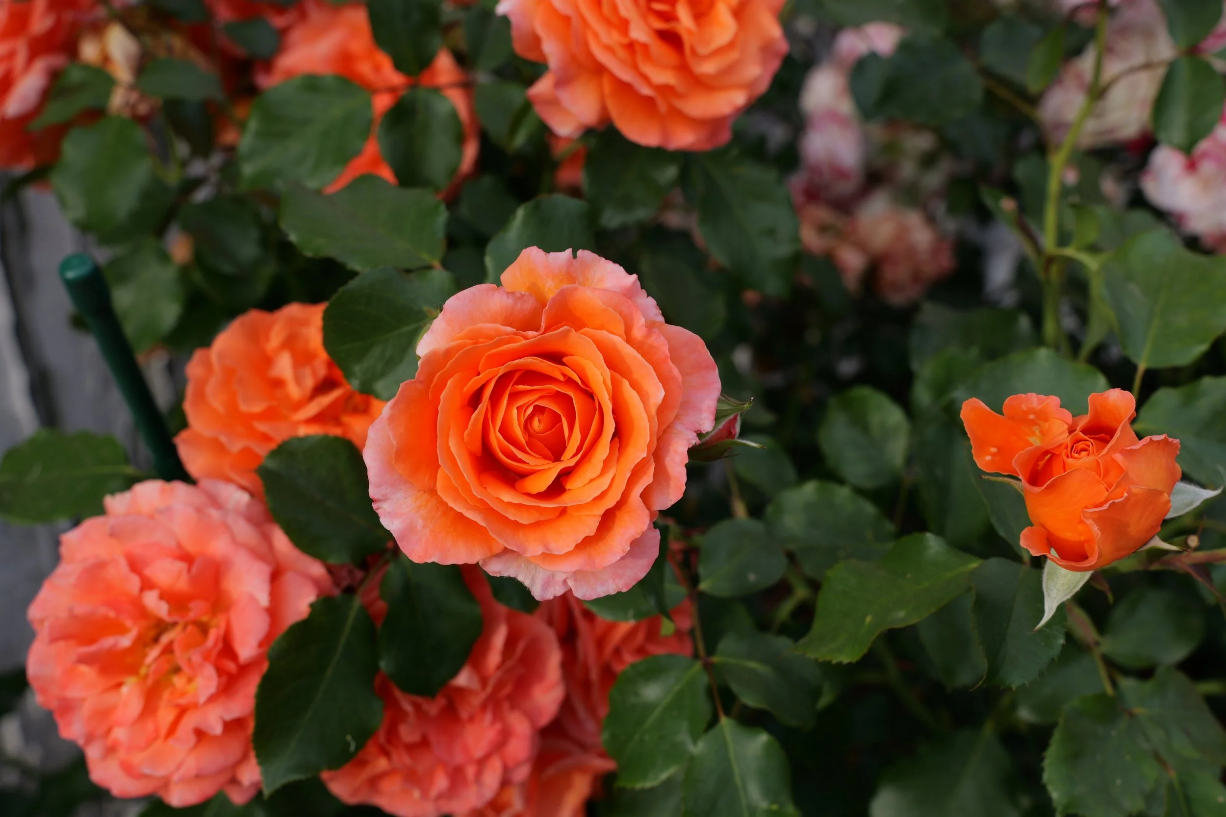 2025 Rose Pilgrimage