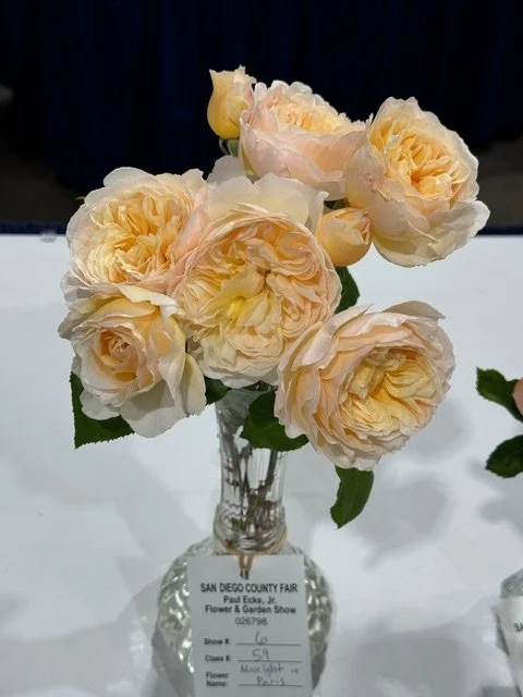 How to Exhibit Roses &amp; Dahlias at the San Diego County Fair - FREE Zoom Class