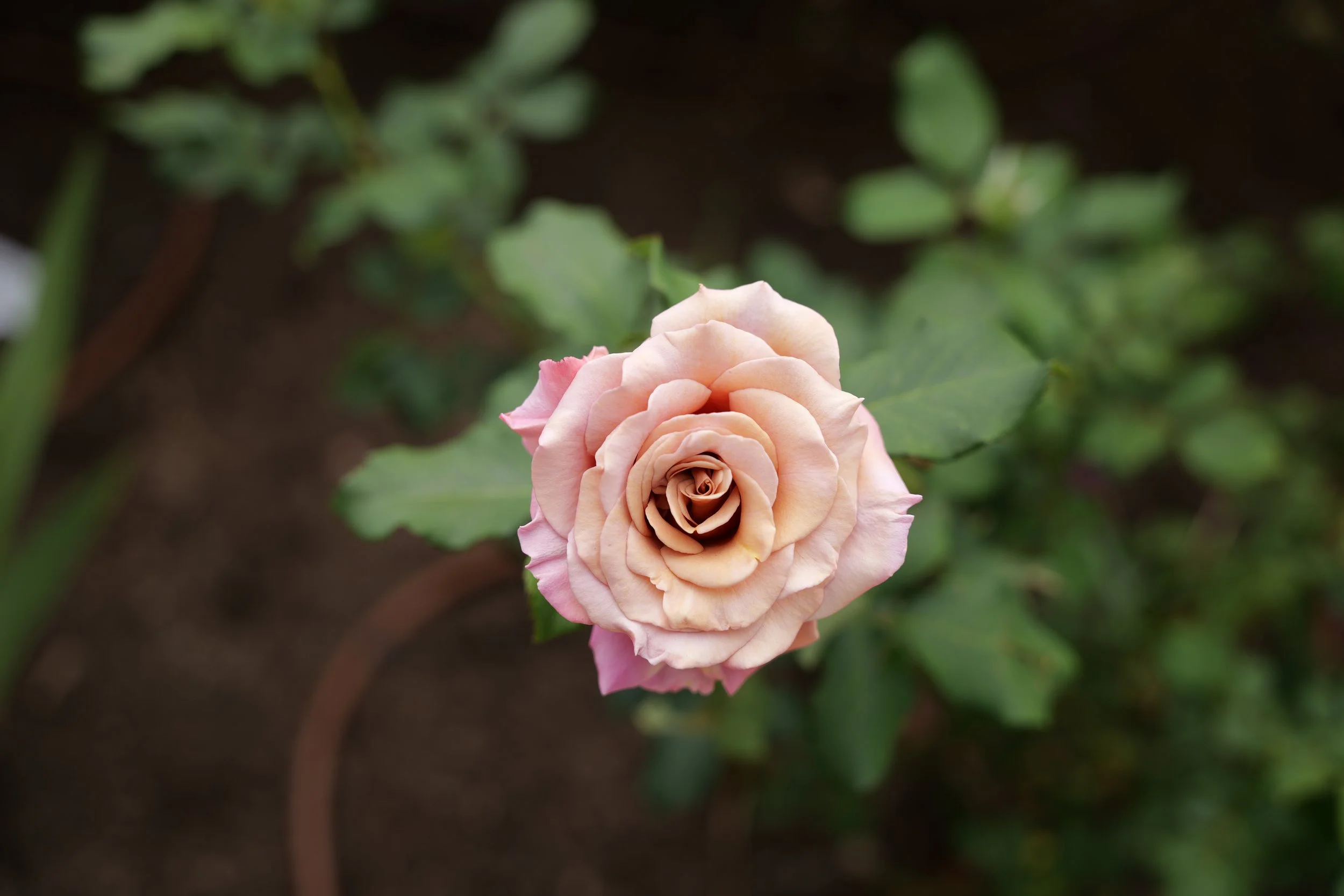Pacific Southwest District Fall Meeting, Rose Show, and Awards