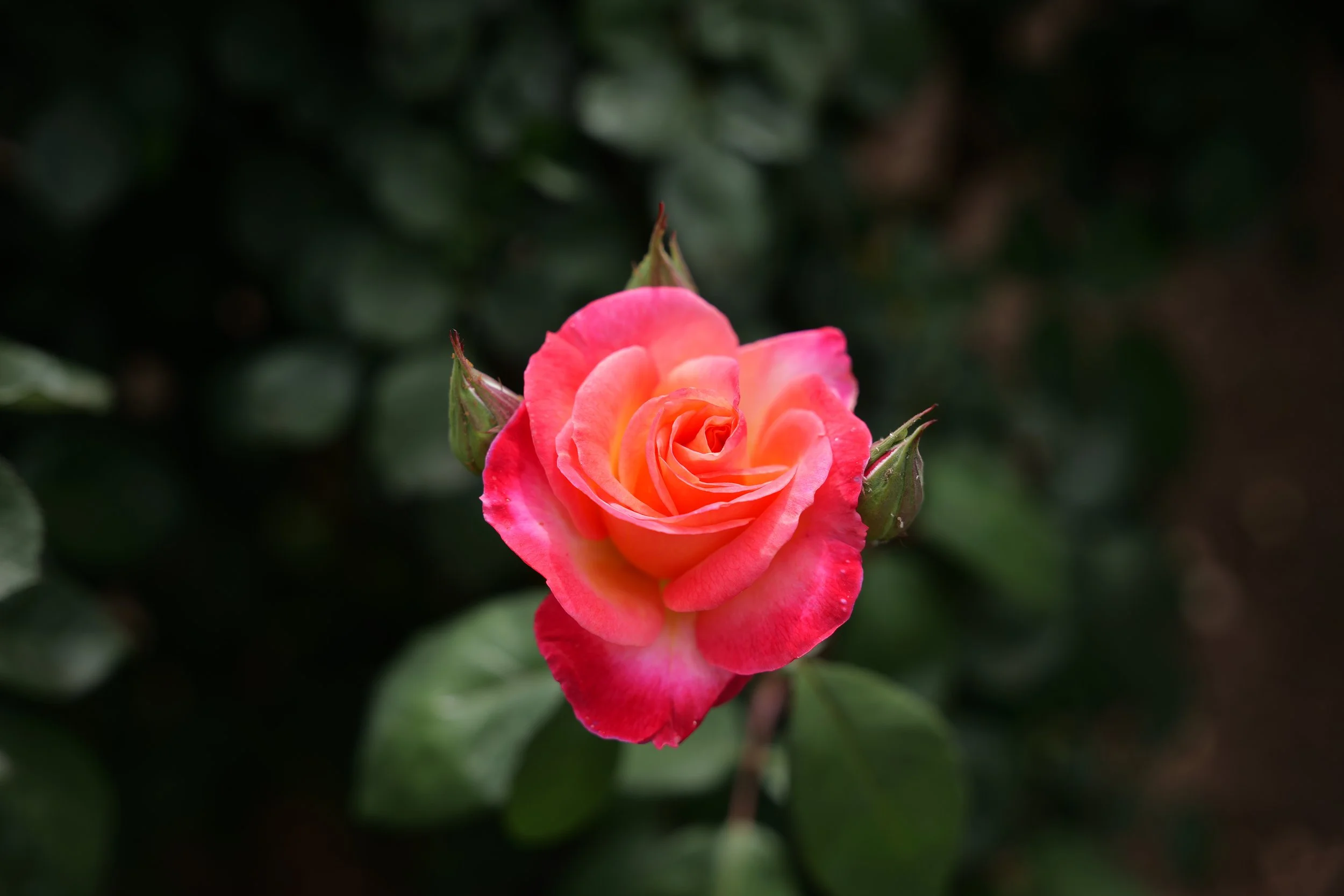 2027 San Diego World Rose Symposium