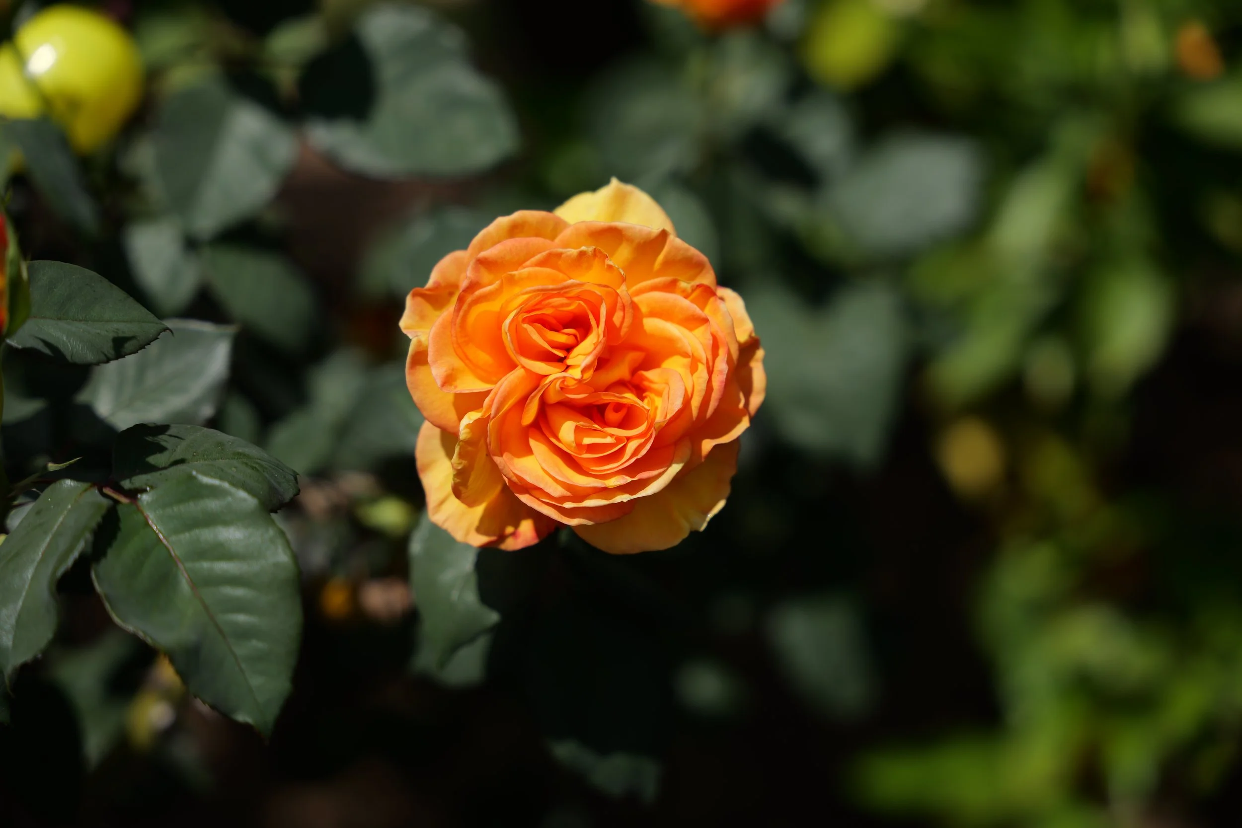 How to Propagate Roses (Workshop)