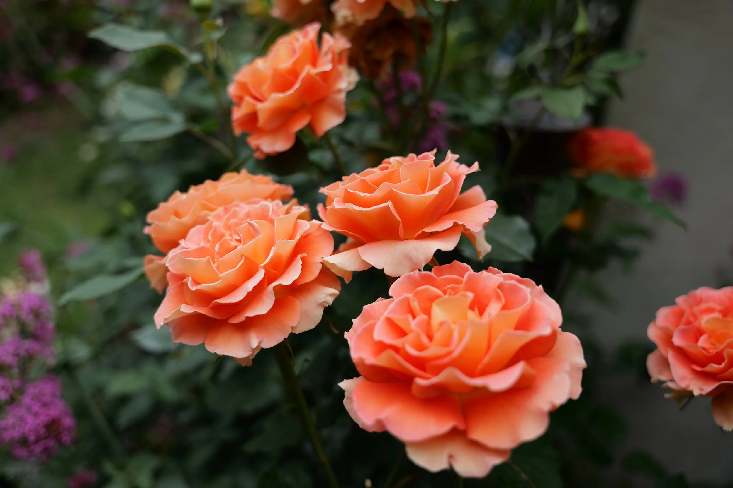 Pacific Southwest District Fall Meeting, Rose Show, and Awards