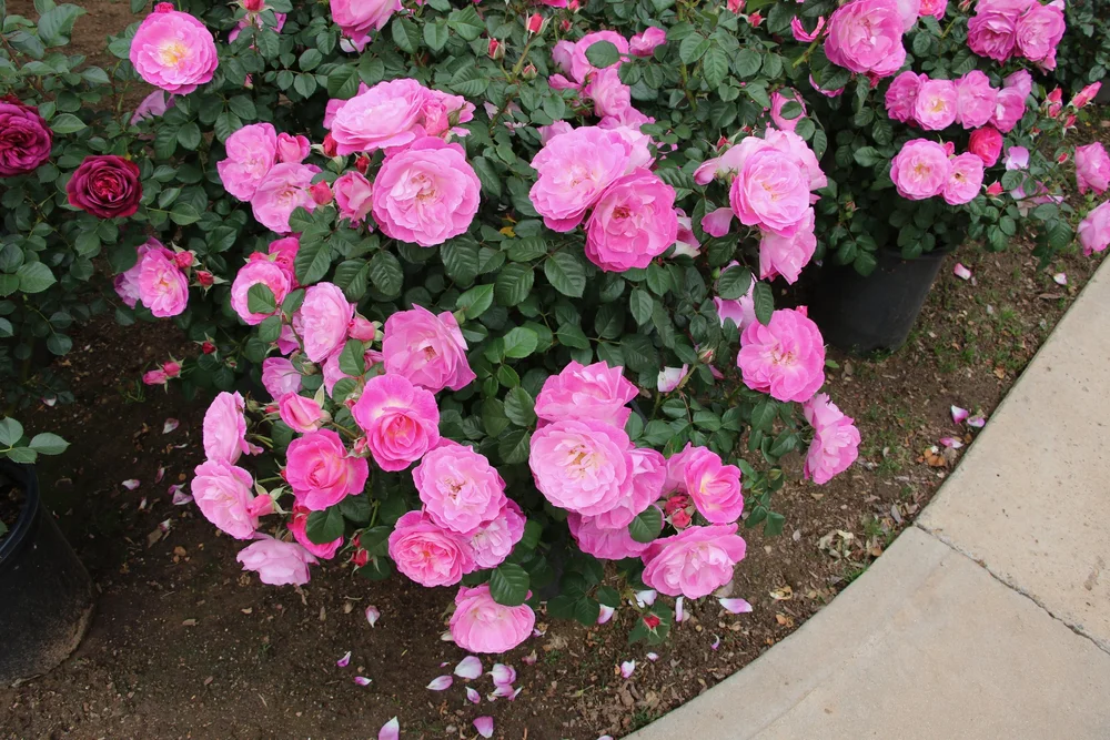 Fertilizer — San Diego Rose Society