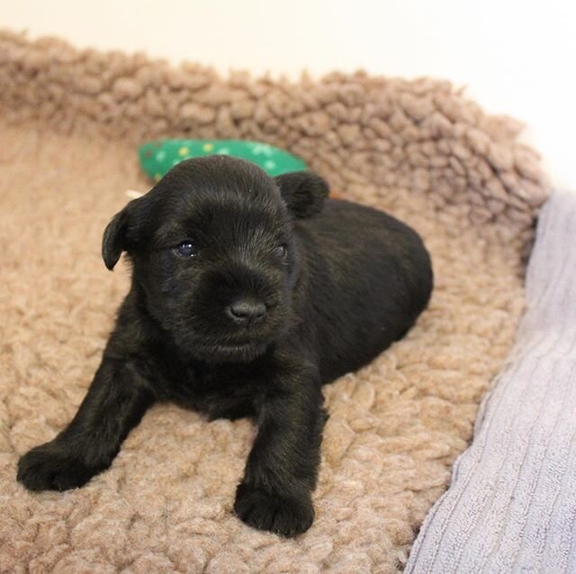 Gunner first puppy 😍 #bryn