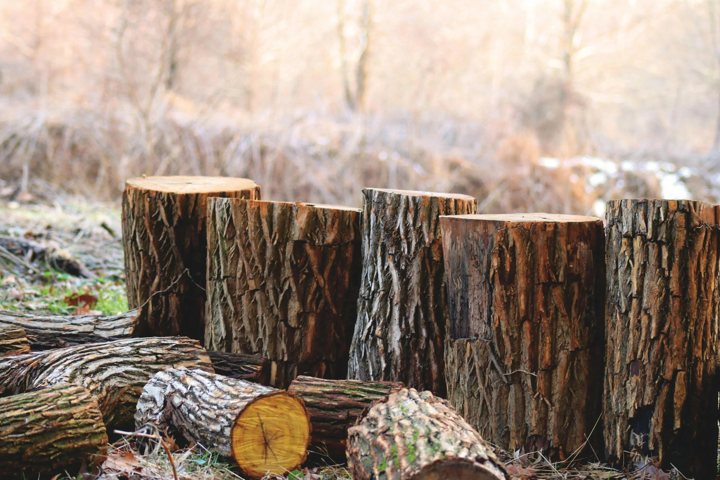 Protecting Our National Forests from the Wood-Pellet Biomass Industry 