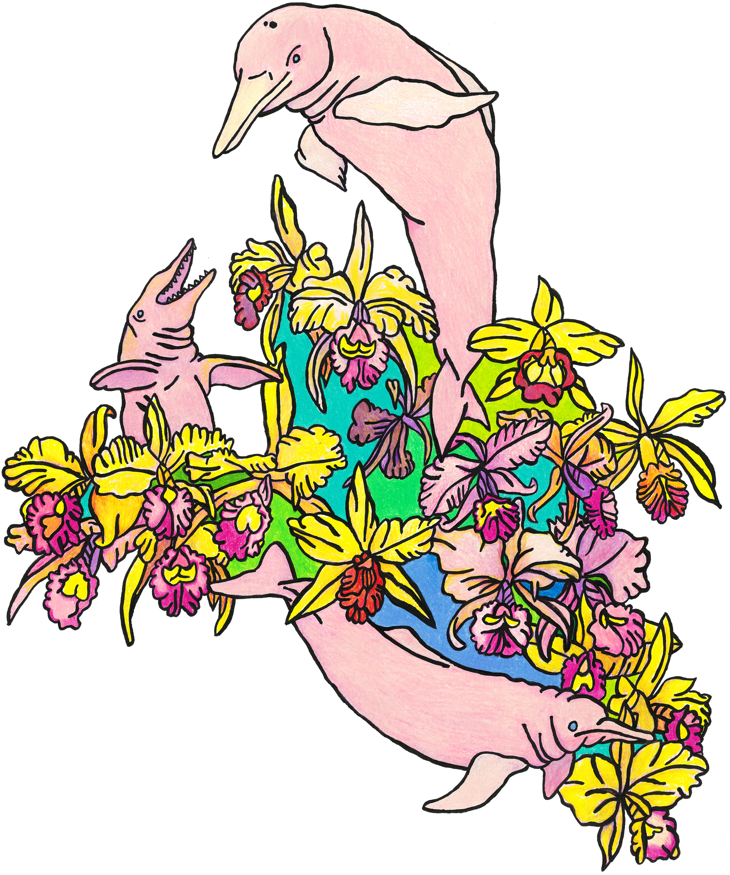colombia pink burbon drawing 3.png