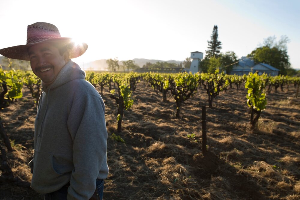 Worker at Rossi vineyard