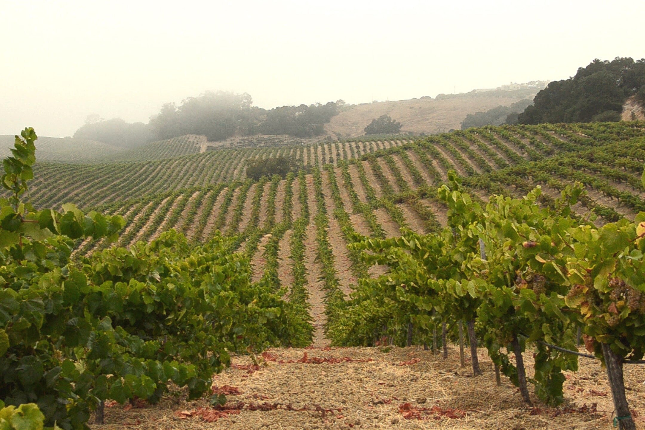 Trouchard vineyard