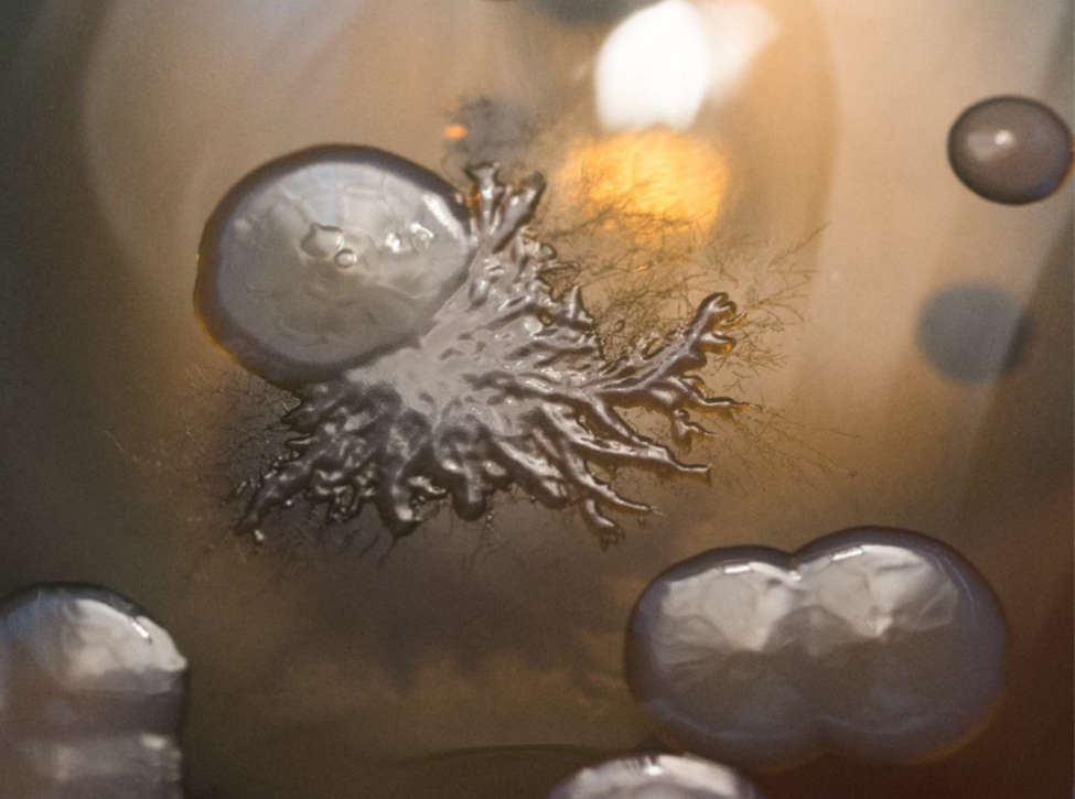 Microbial Art Prize Competition