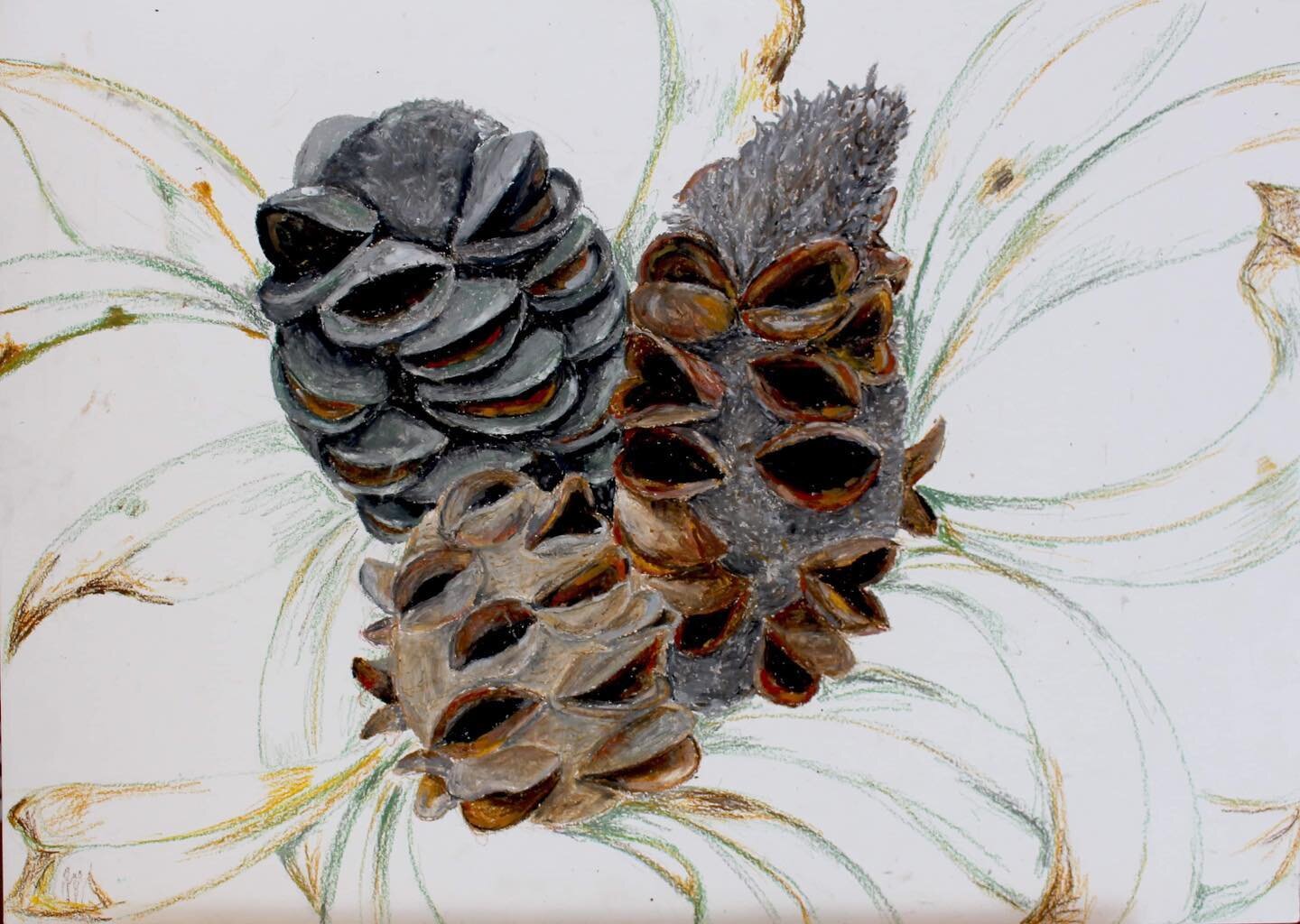 ✨ Creative Practice 3/4 Outcomes ✨ Banksia Illustration by Grace Gooley
