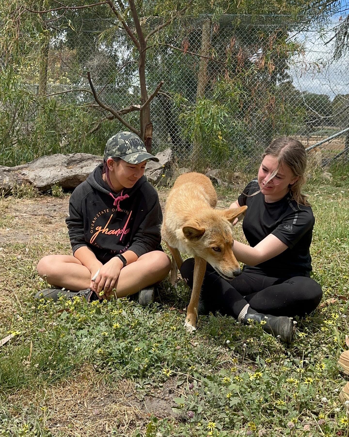Malakai really turning up the cuteness for our dingo encounter 🐕🐕