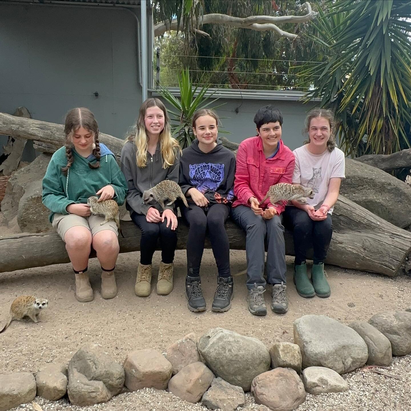 We had lots of giggles and laughs during our Meerkat encounter at @hallsgapzoo . These pesky boys were all full of character and had classic brotherly arguments over food. You can see from the smiles that it was wildly fun!