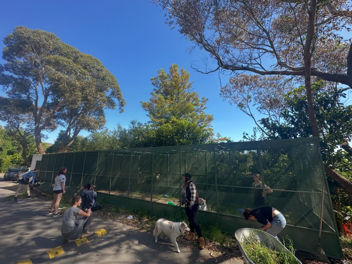 Our Aviary for Life project has had many different stages and phases we have worked through. We have had a big team of students helpers along the way. 
🦜We had the original clearing of the aviary space, removing grass and weeds. Our beautiful chicke