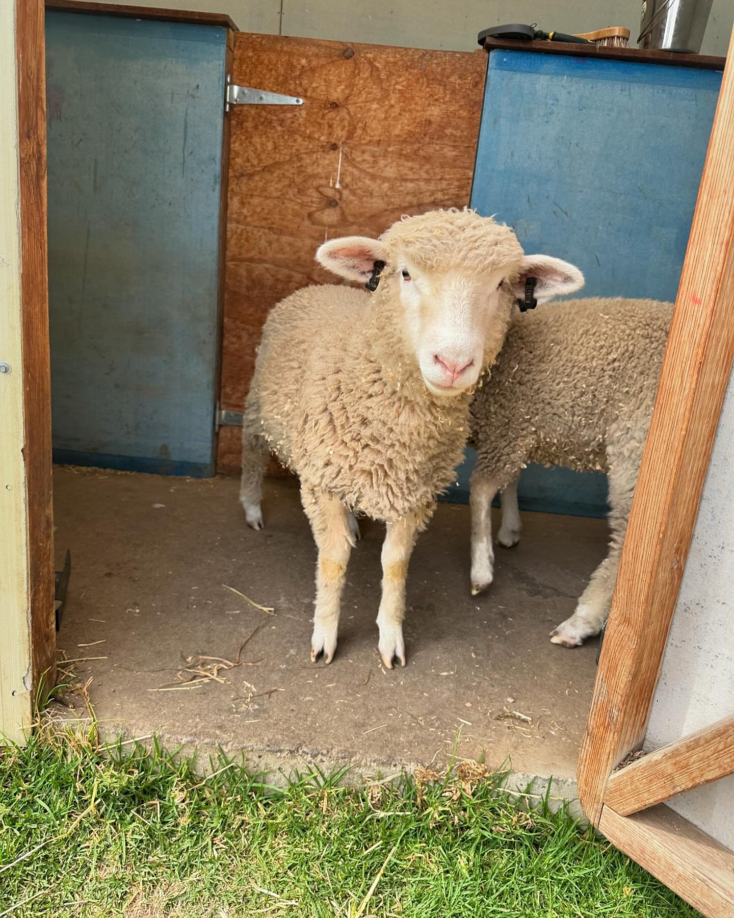 Hi my name is Faith but for some reason they keep calling me &ldquo;Oi&rdquo; or &ldquo;Get out of the barn!&rdquo; 

Silly humans.