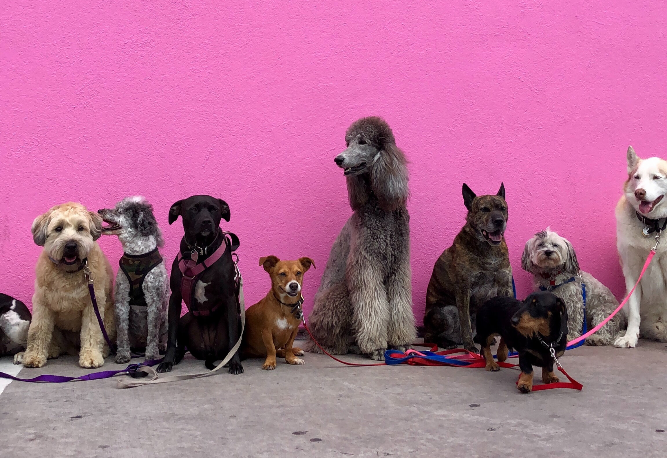 Blessing of the Animals