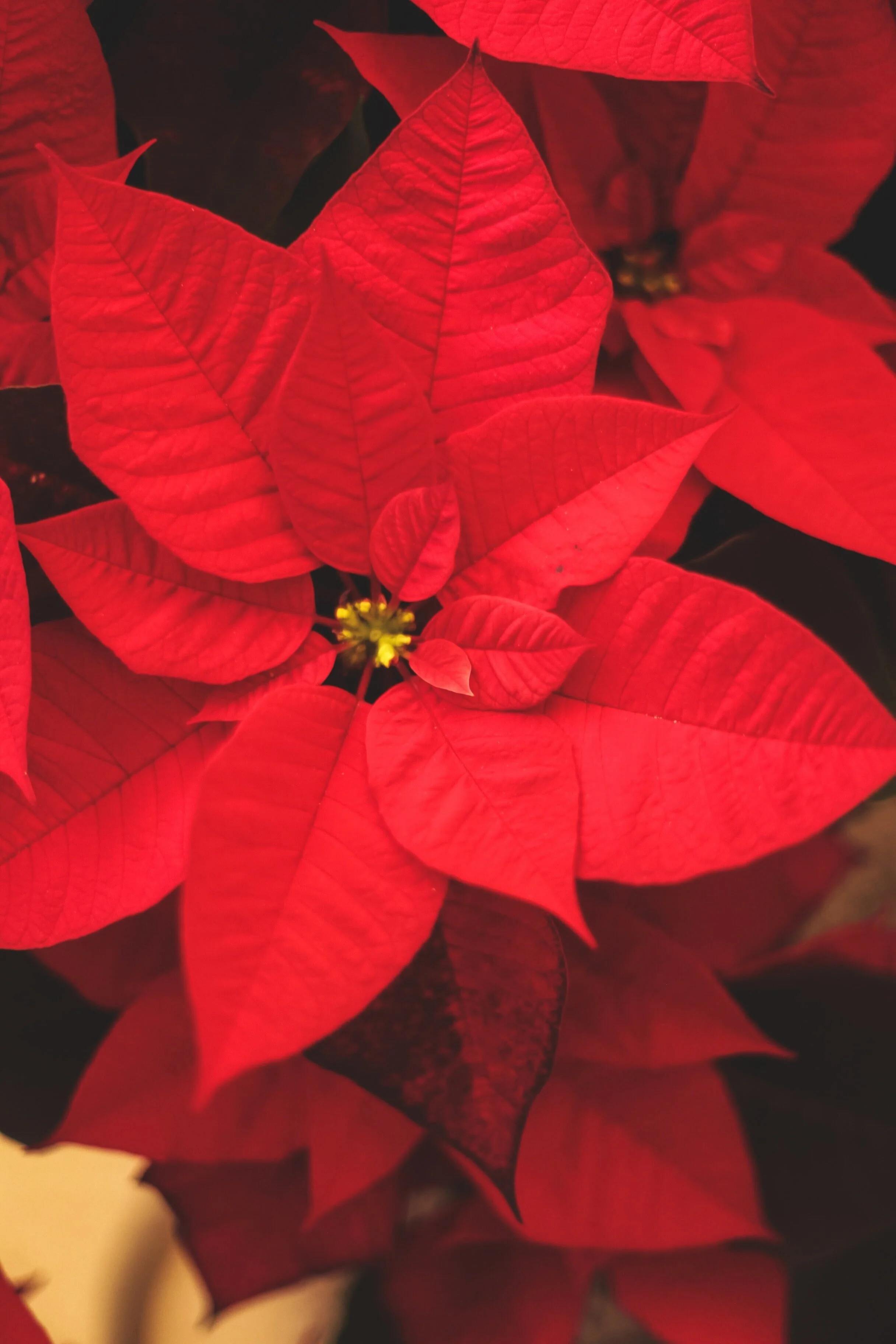 Christmas Poinsettias &amp; Greenery