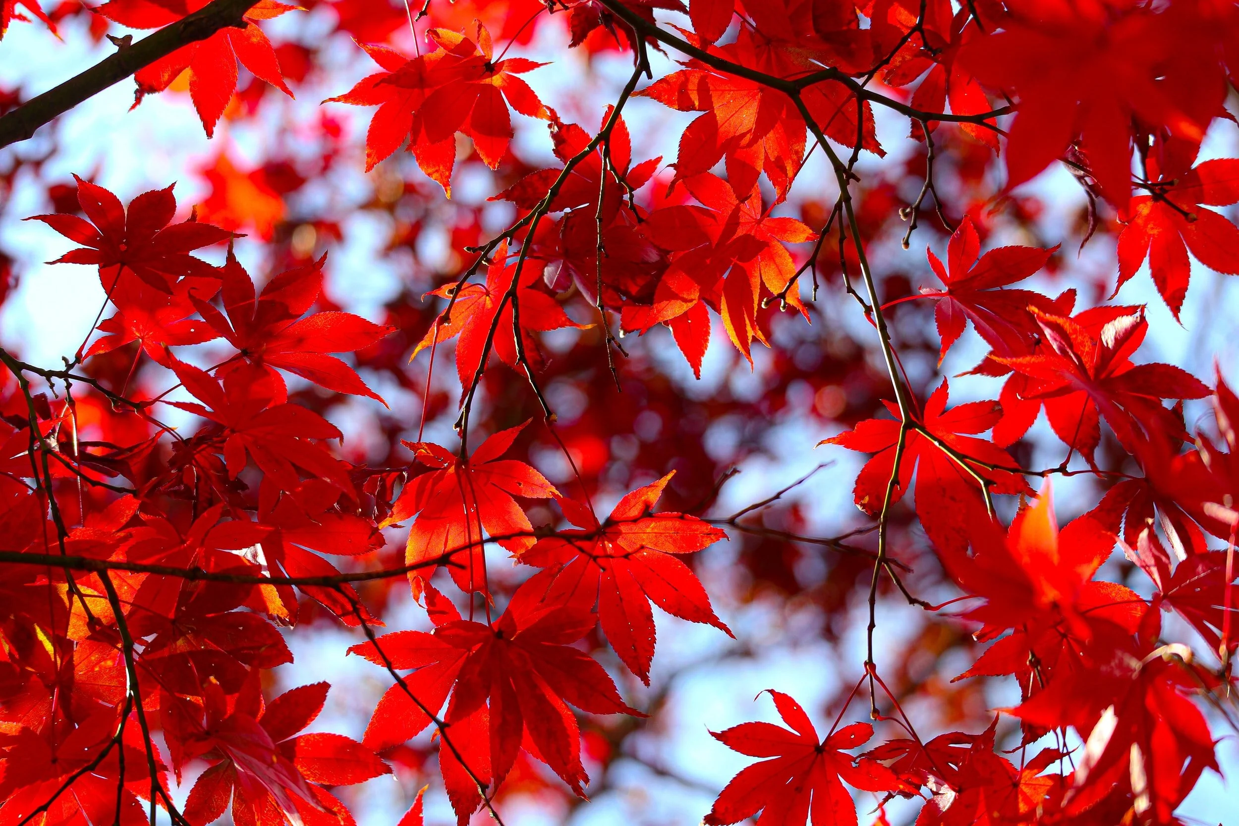 ECW Fall Gathering