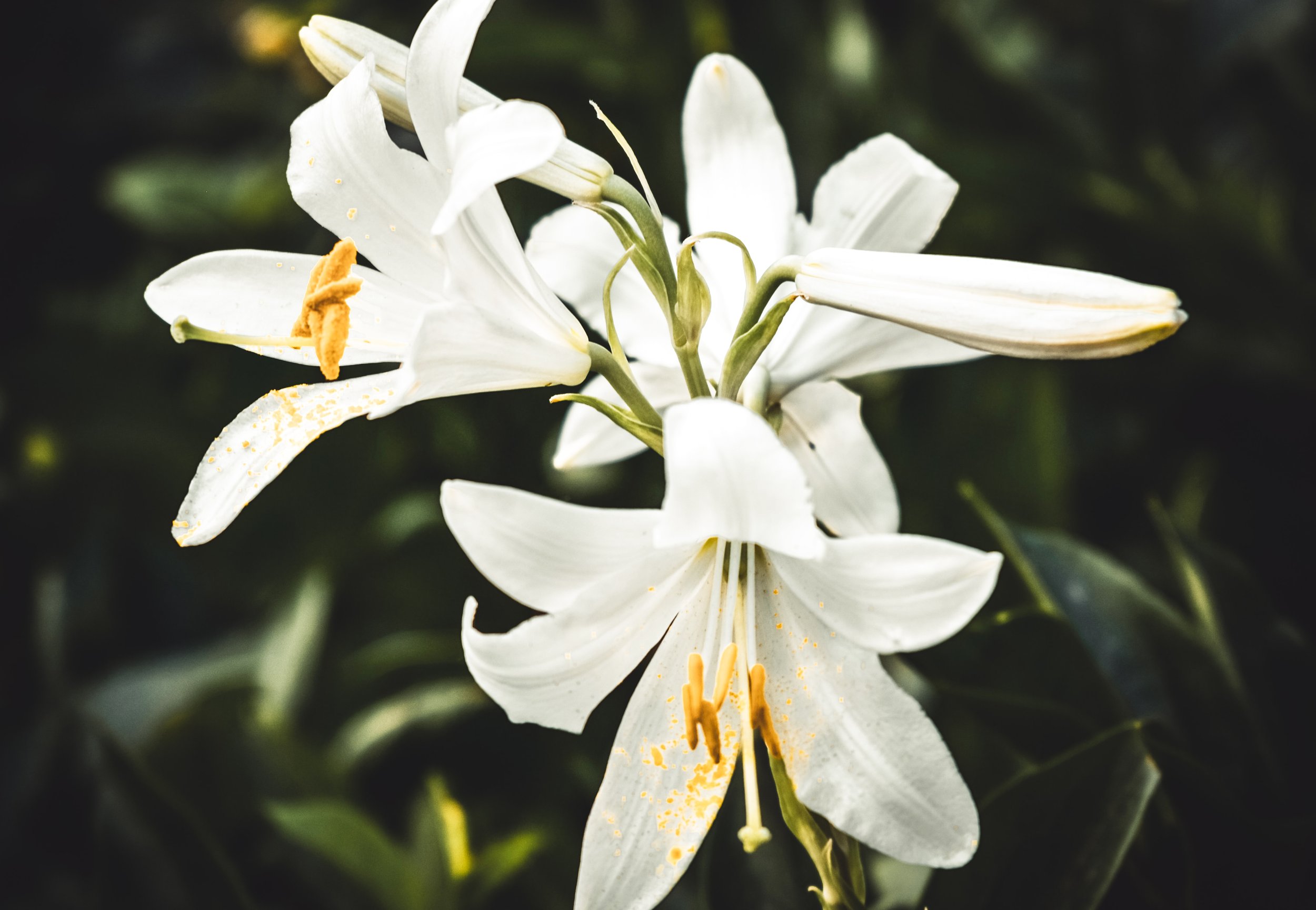 Easter Lily Dedications 