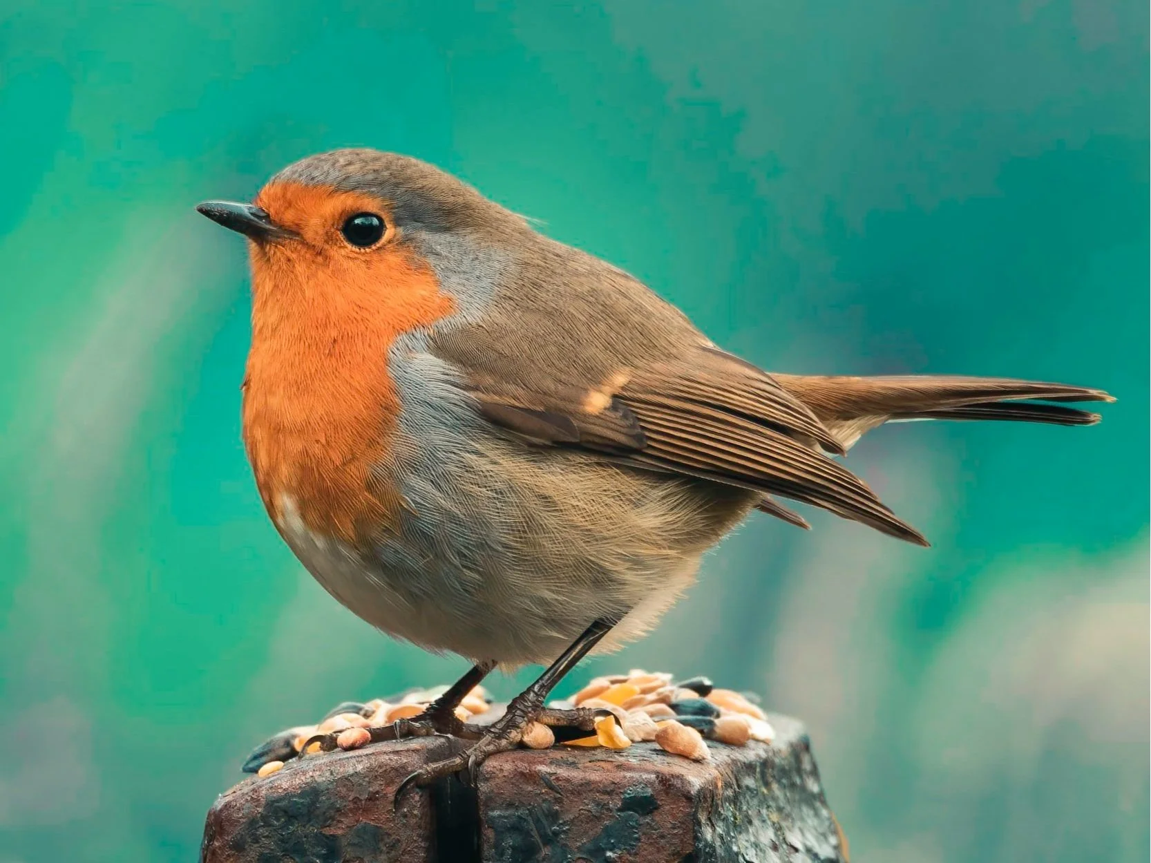 Bird-Friendly Yard &amp; Church Webinar