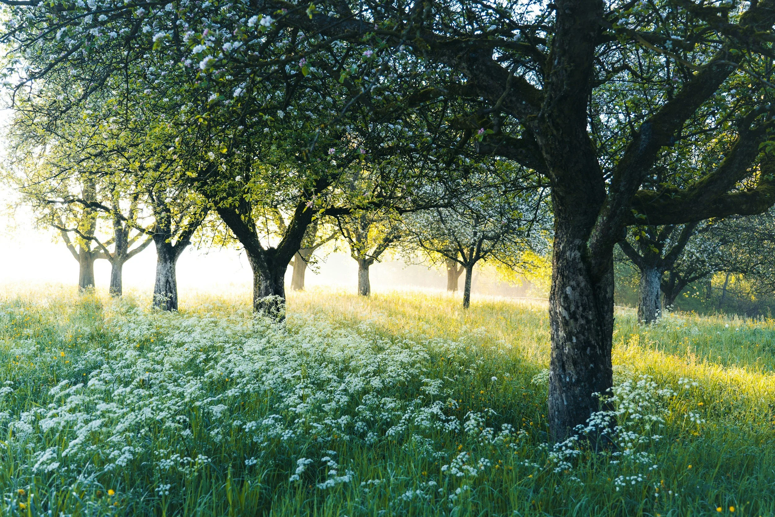 Tree Give-Away for Earth Day