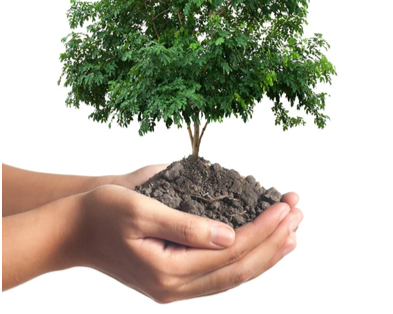 Native Tree Planting 